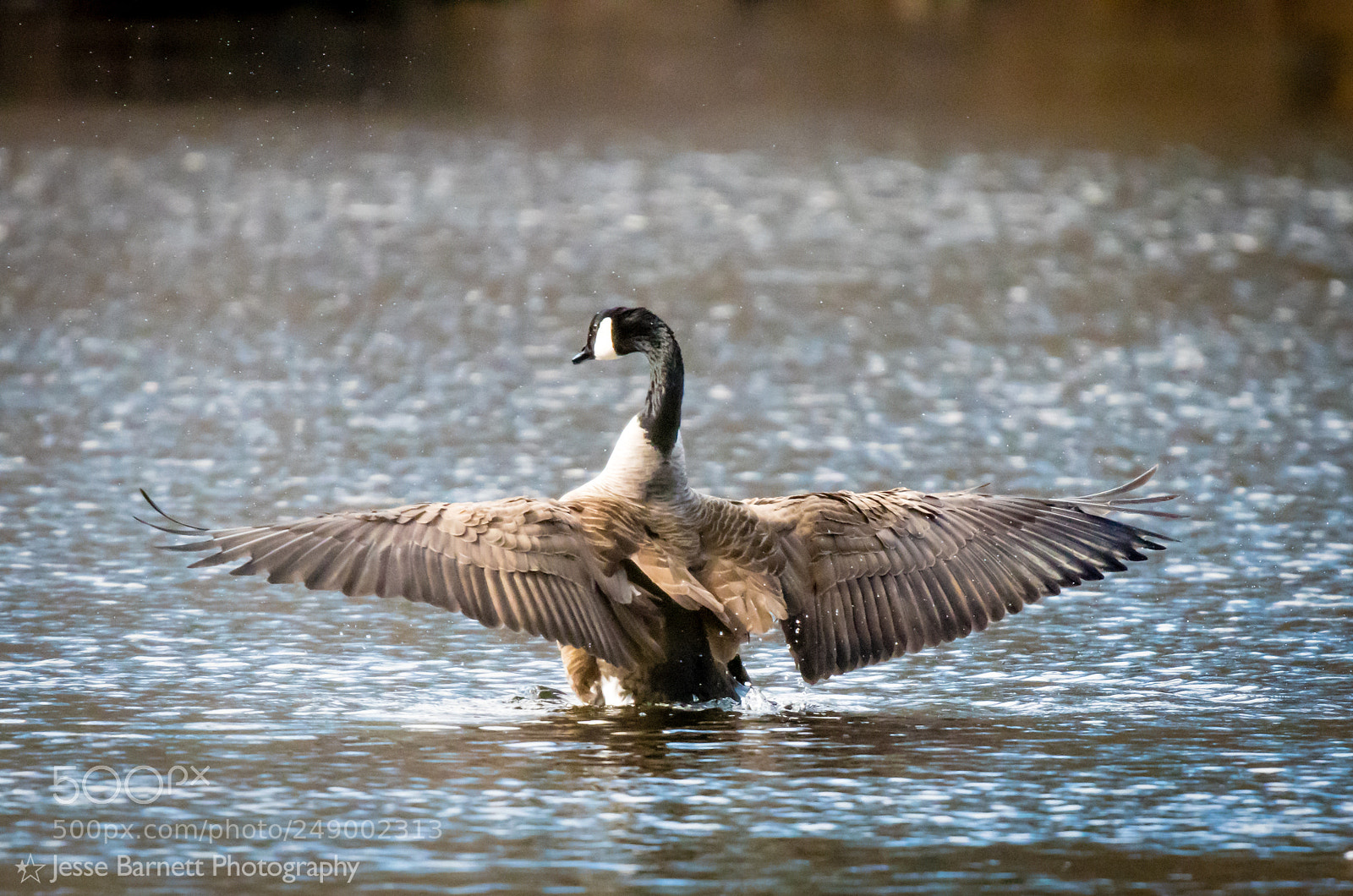 Nikon D500 sample photo. Oak knoll wildlife sanctuary photography