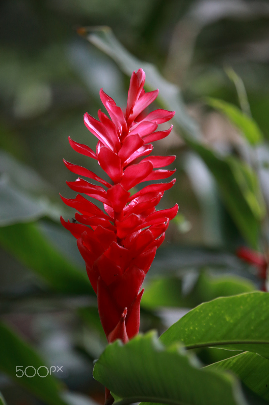 Canon EOS 80D + Canon EF-S 55-250mm F4-5.6 IS STM sample photo. Alpinia purpurata photography