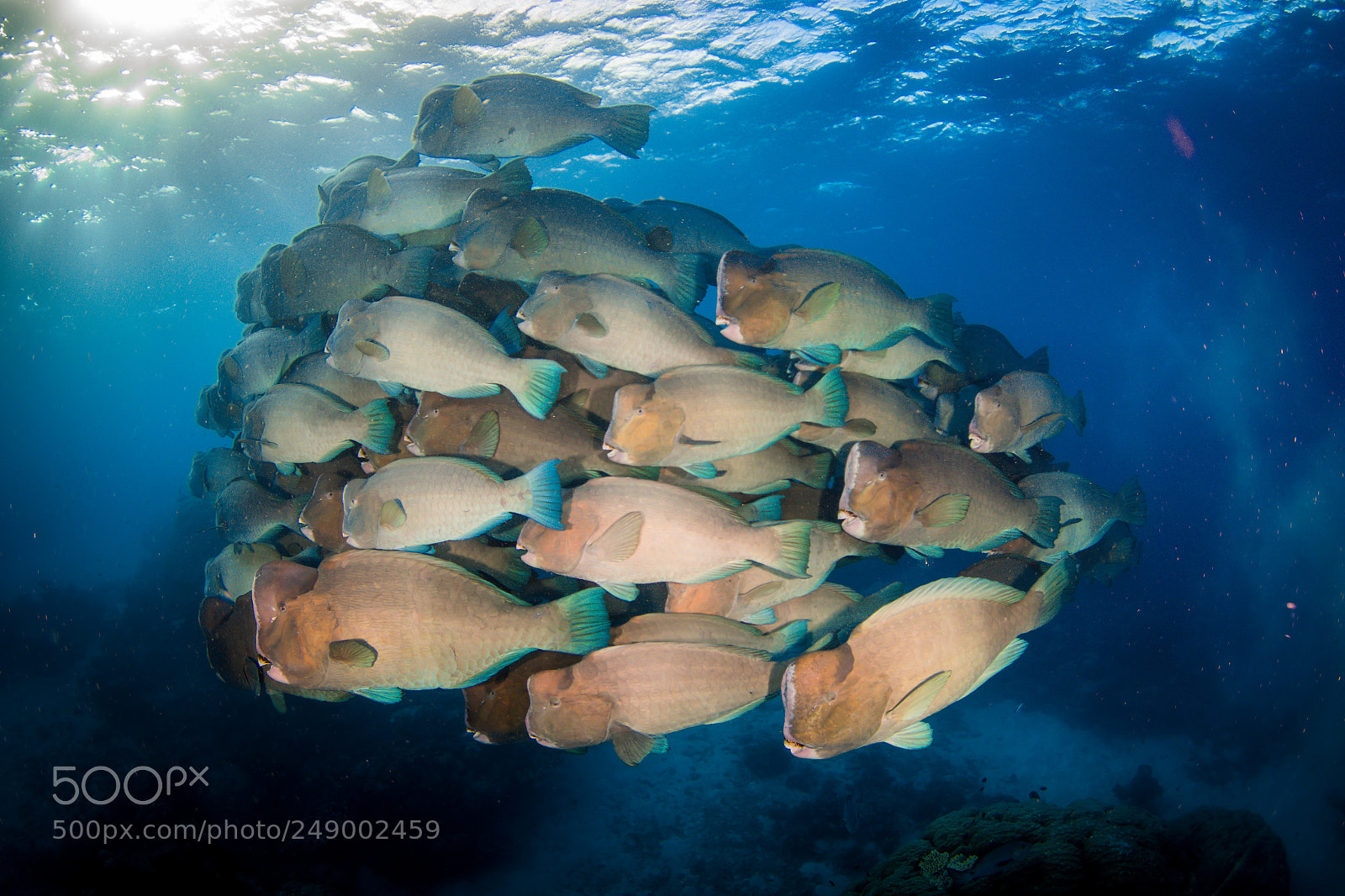 Canon EOS 7D Mark II sample photo. A school of bumphead photography