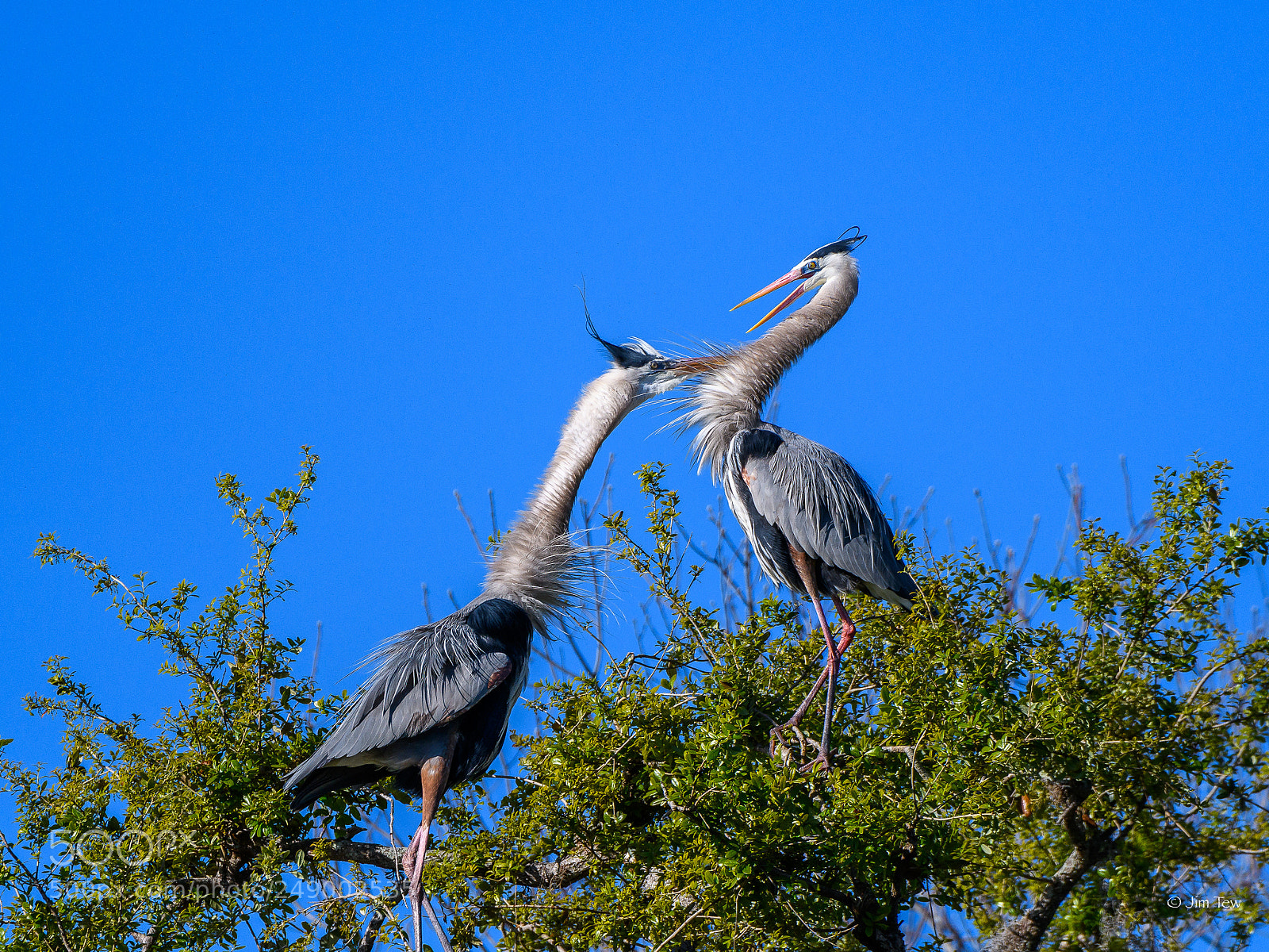 Nikon D7500 sample photo. Heron courtship photography