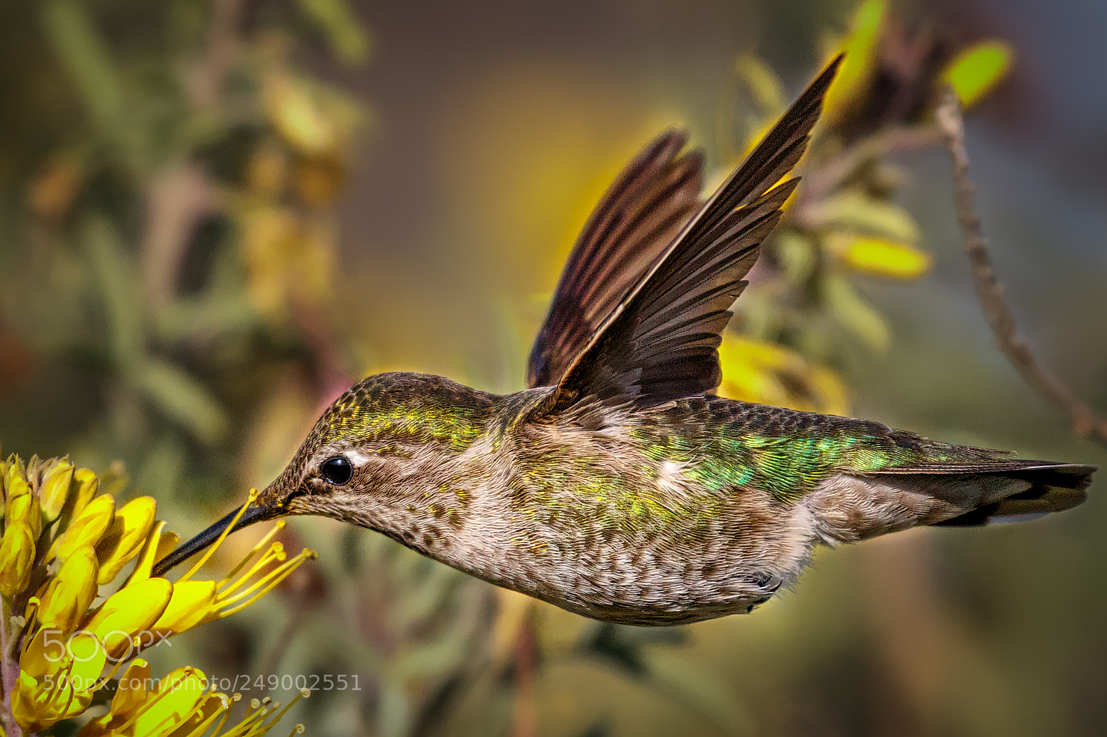 Canon EOS 7D Mark II sample photo. Horizontal hover (female anna's) photography