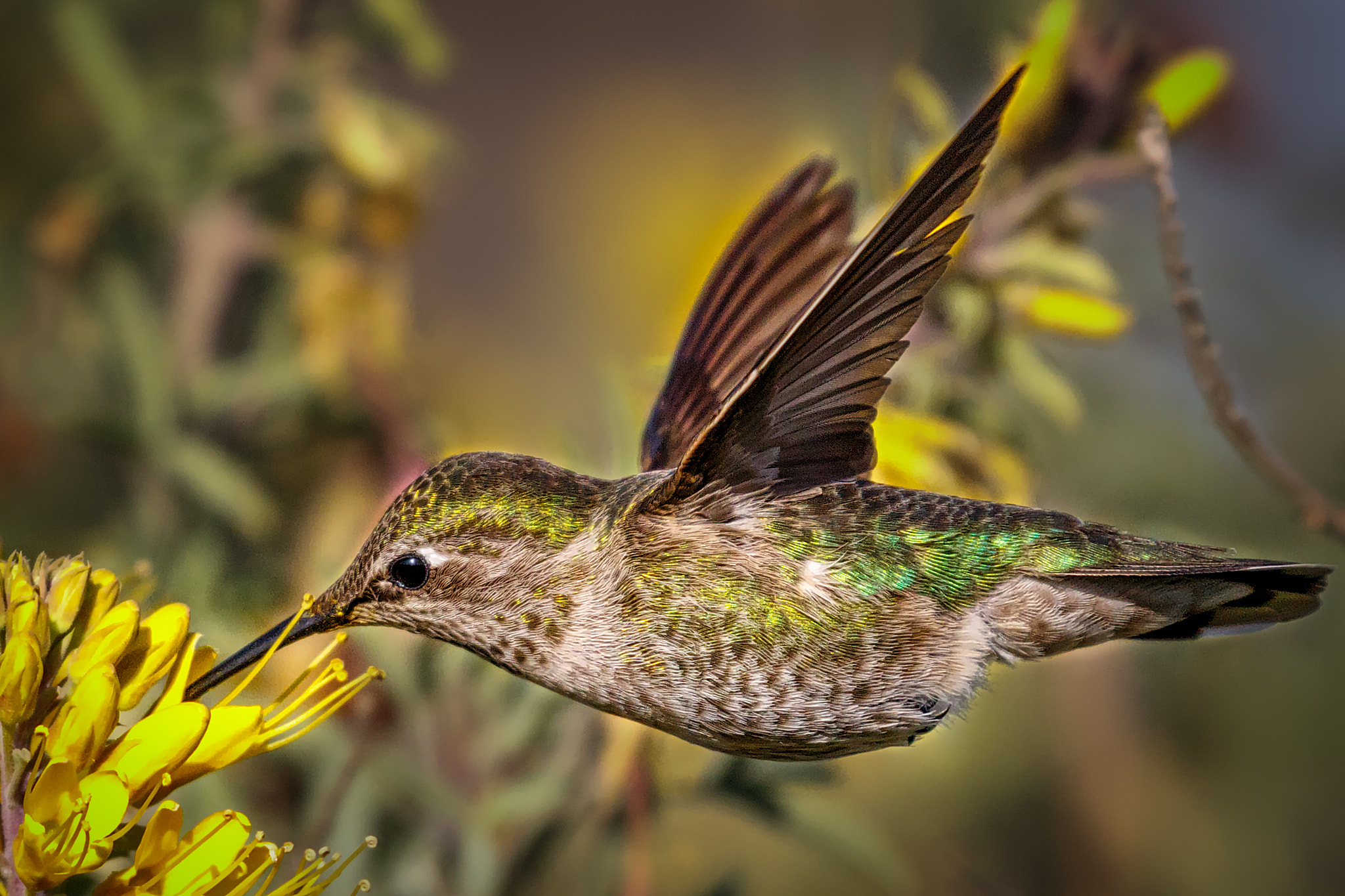 Horizontal hover (female Anna's)