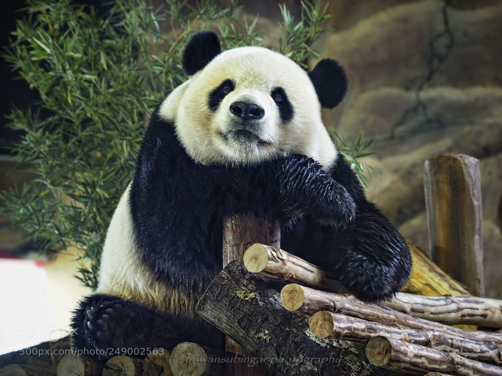 Olympus OM-D E-M1 sample photo. Posing panda photography