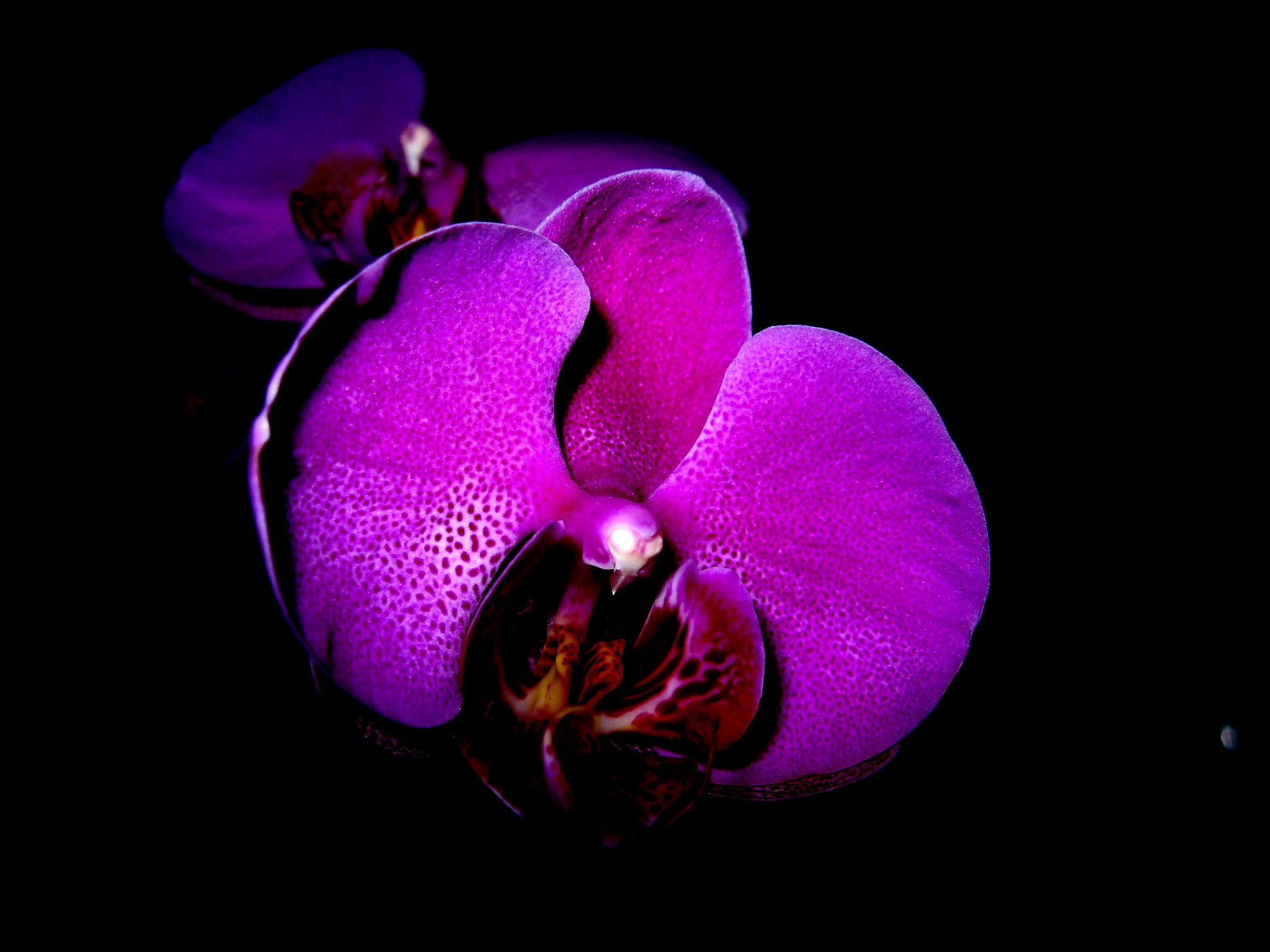 Canon POWERSHOT A540 sample photo. Orchidée dans la nuit photography