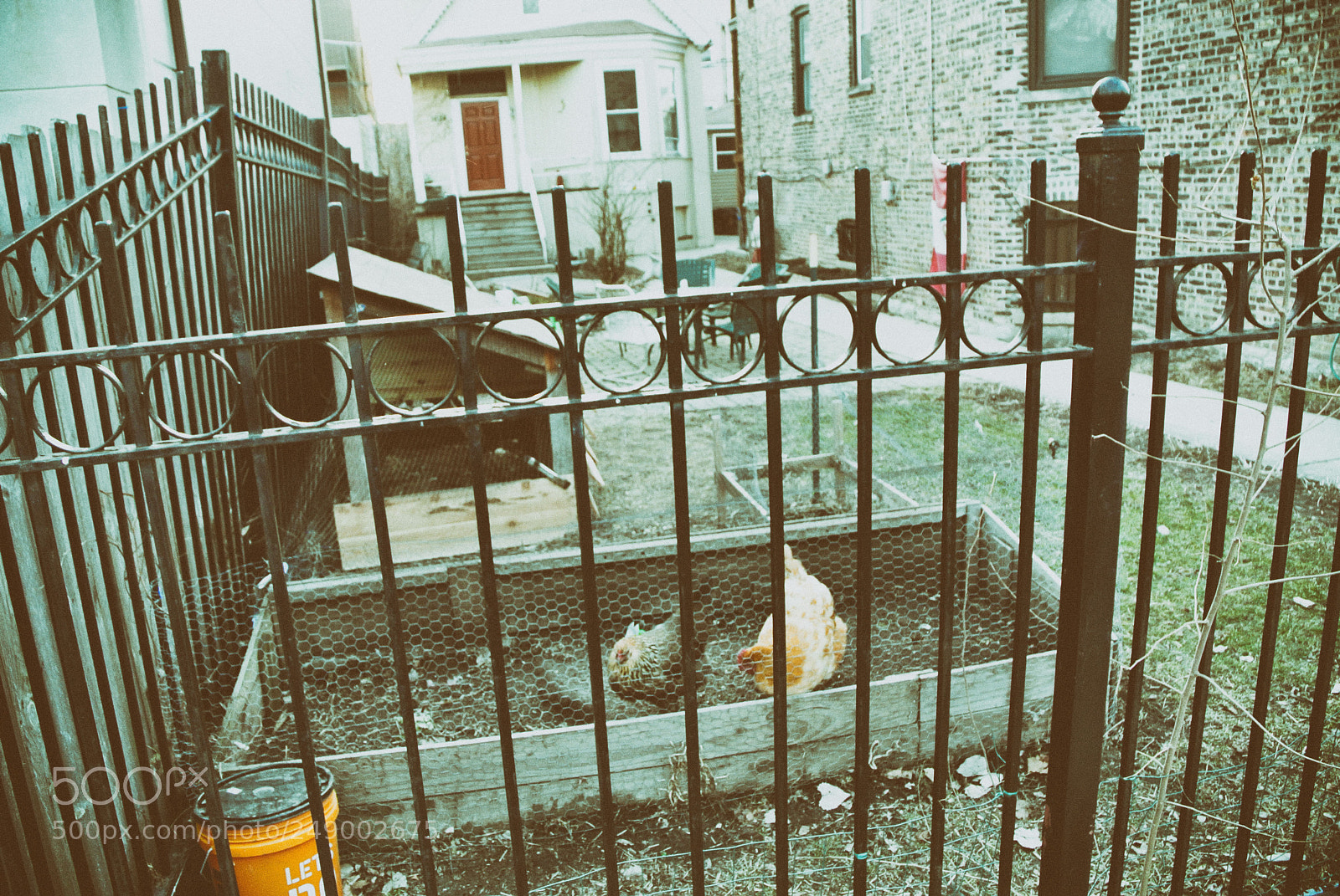 Nikon 1 V1 sample photo. Chicago urban chickens photography