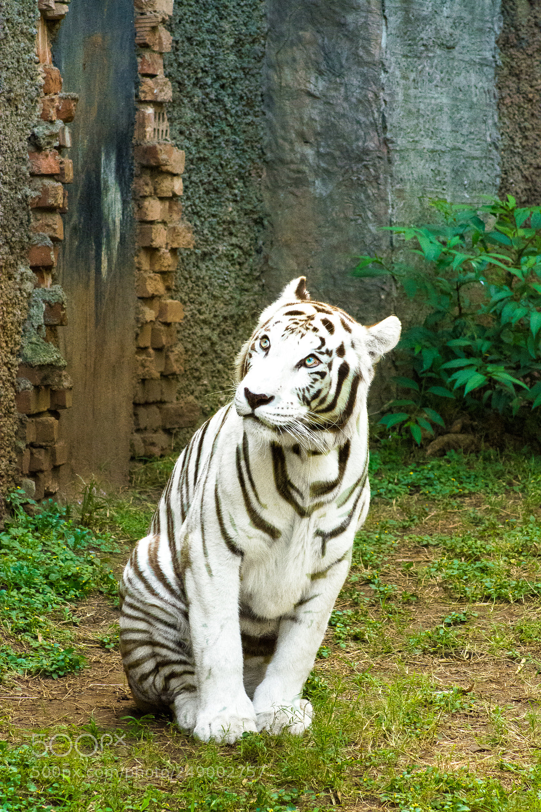 Nikon D7100 sample photo. Shy eyes, one thought photography