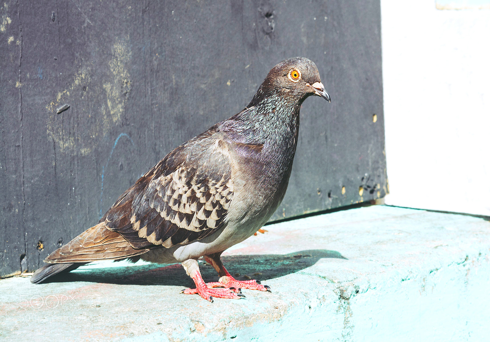 Nikon D7100 sample photo. Pigeon photography