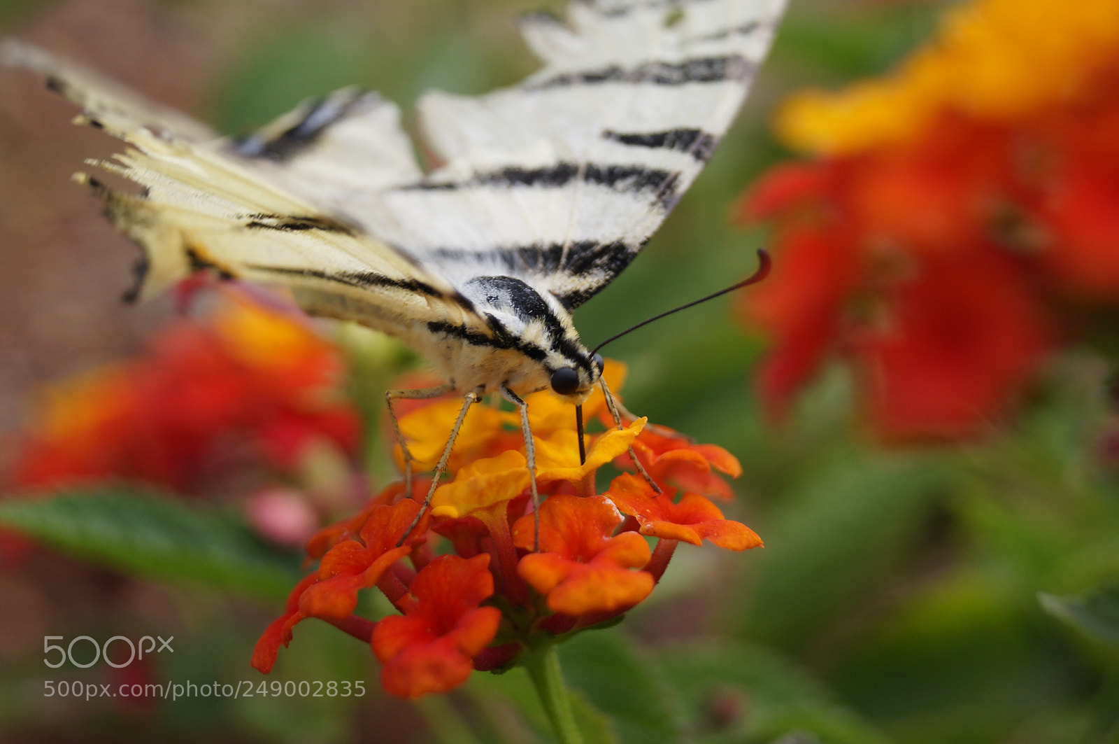 Sony SLT-A57 sample photo. Butterfly-tiger photography