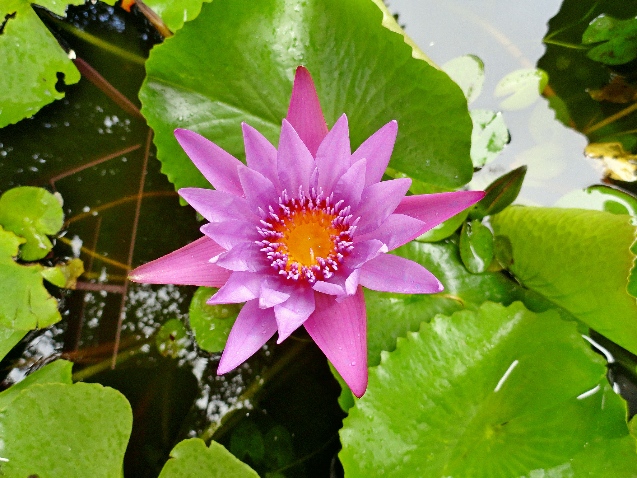 Sony Cyber-shot DSC-H70 sample photo. Honolulu water lily photography