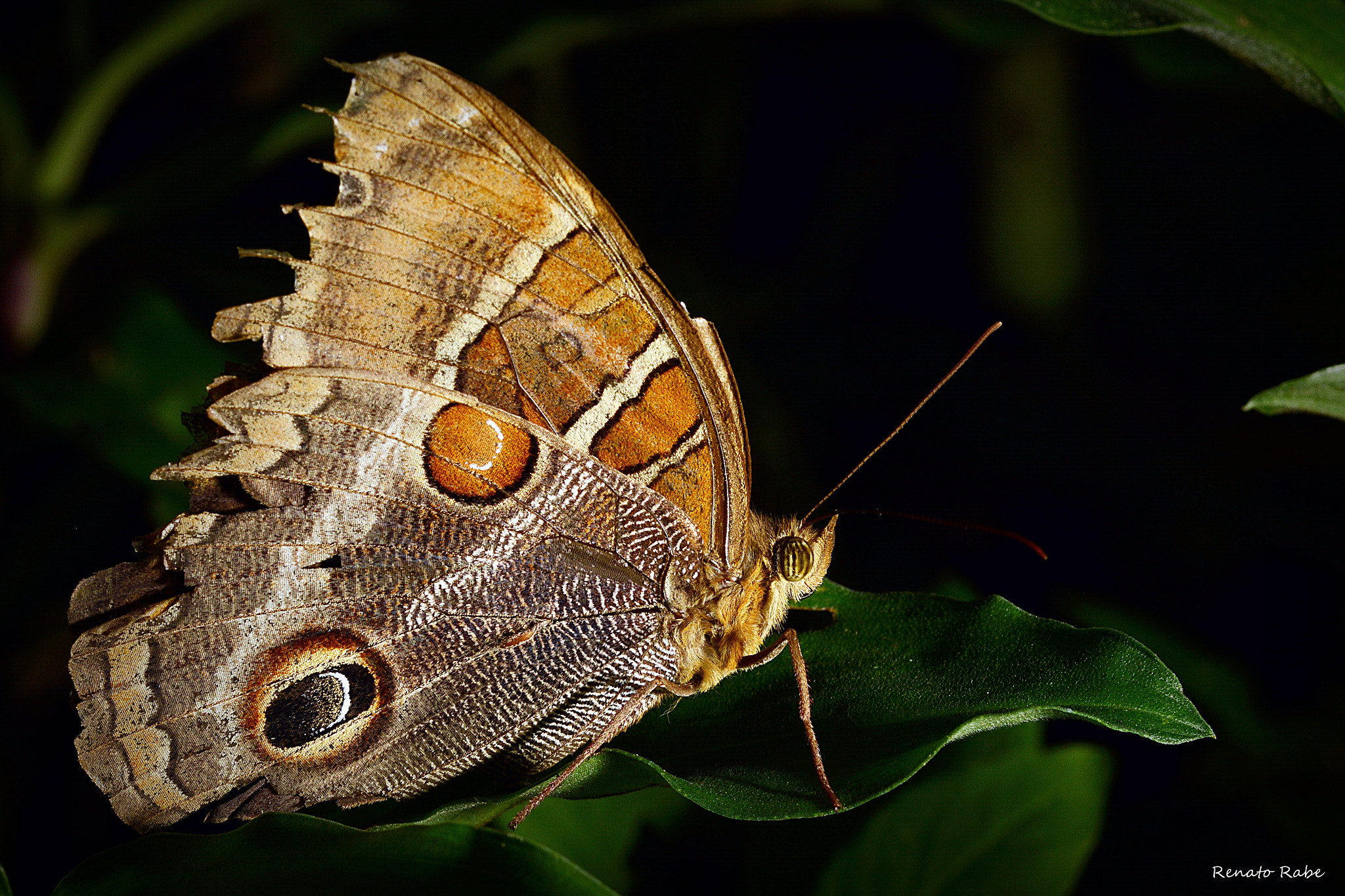 Nikon D5200 + Sigma 105mm F2.8 EX DG OS HSM sample photo