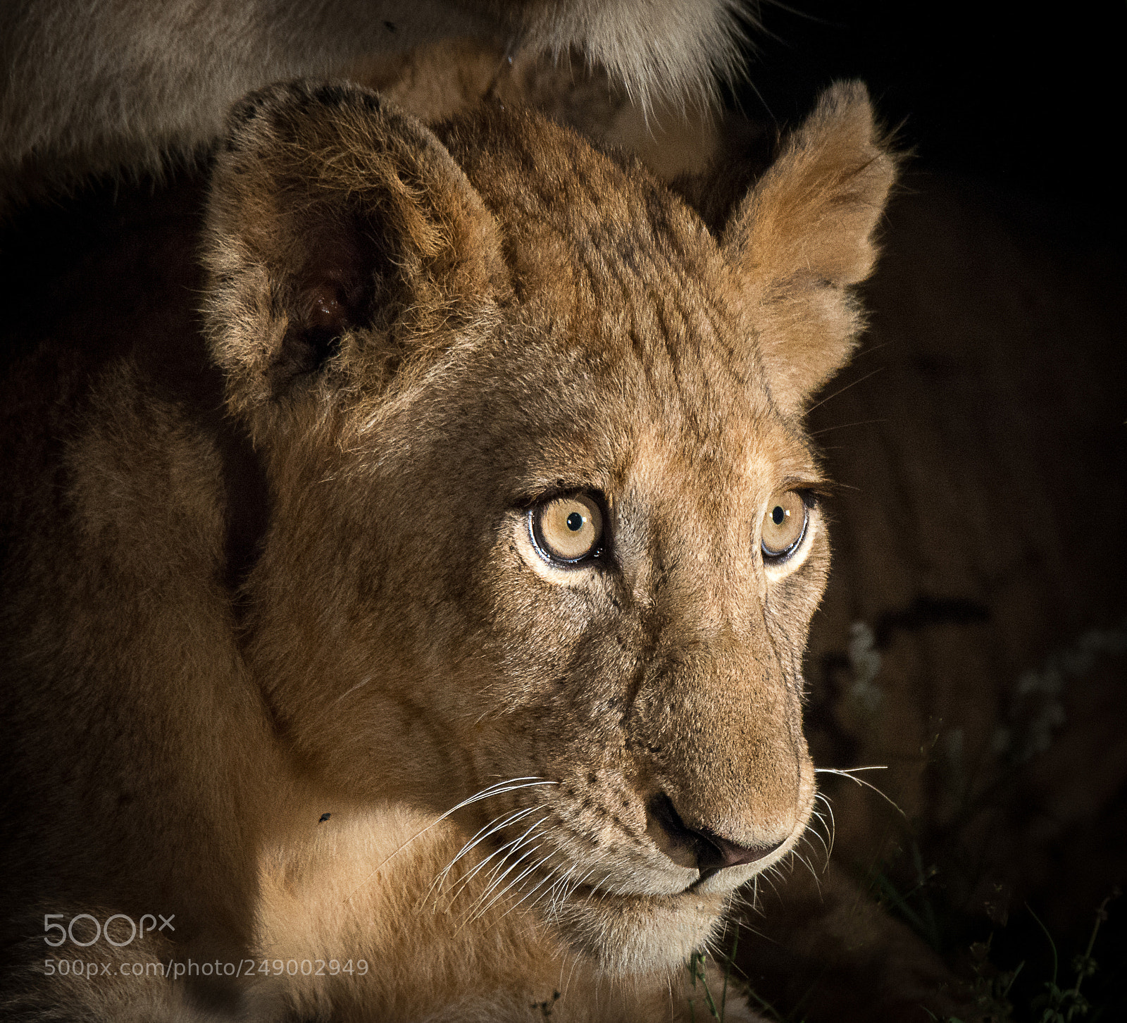 Nikon D800 sample photo. Lion cub photography