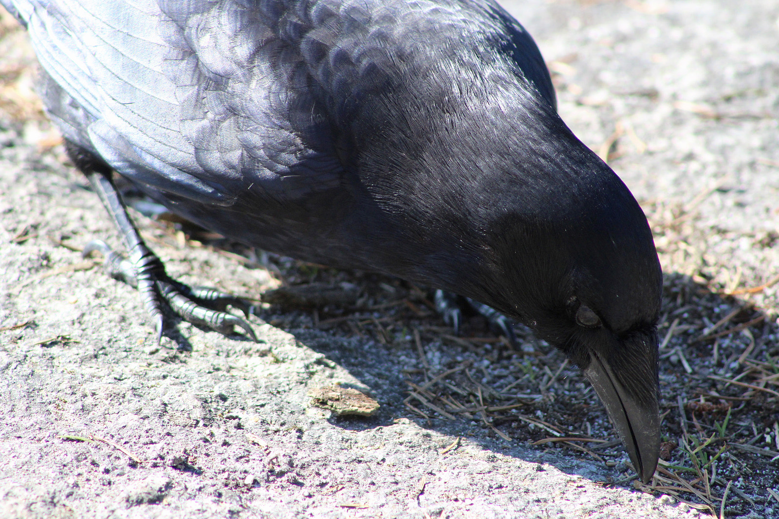 Canon EOS 1200D (EOS Rebel T5 / EOS Kiss X70 / EOS Hi) sample photo. Crow 1 photography