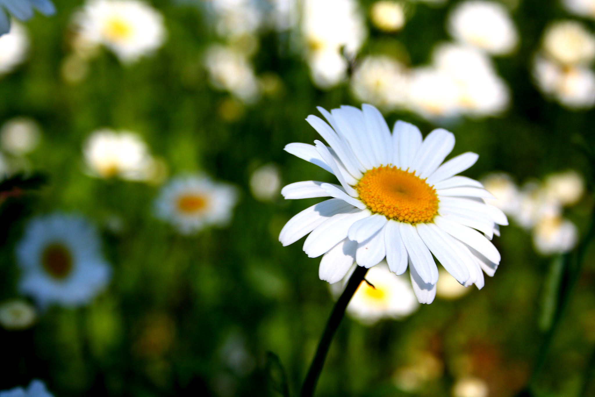 Canon EF-S 18-55mm F3.5-5.6 II sample photo. Paquerette 🌼 photography