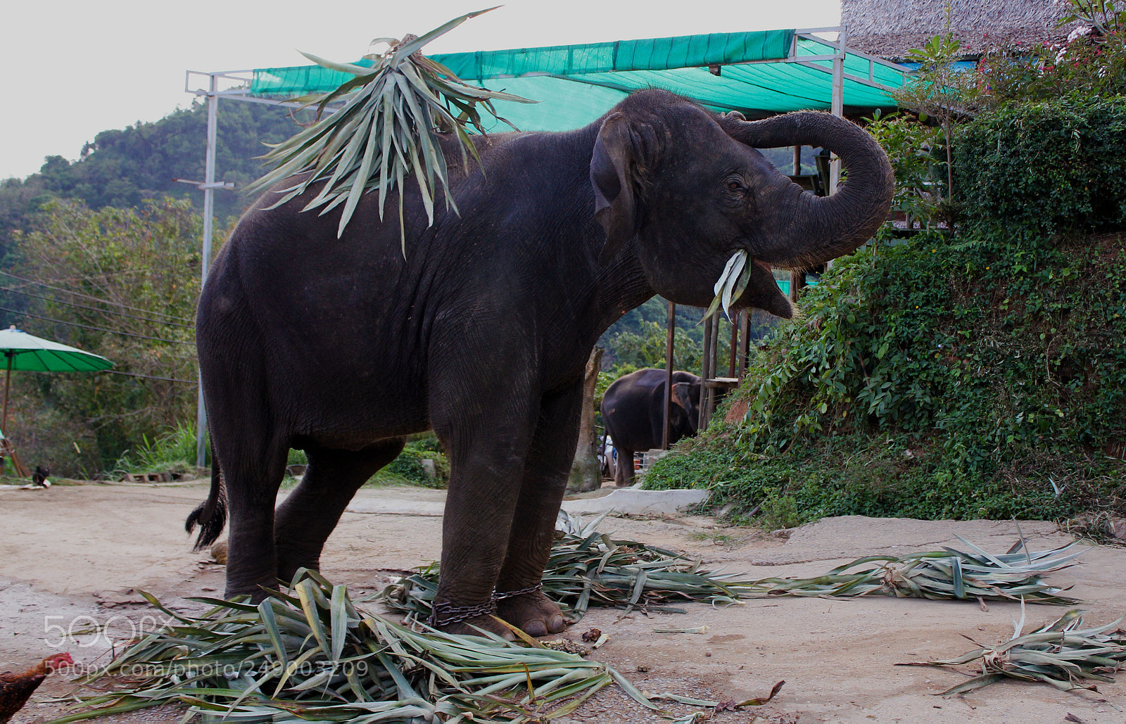 Canon EOS 550D (EOS Rebel T2i / EOS Kiss X4) sample photo. Elephant playing to free photography
