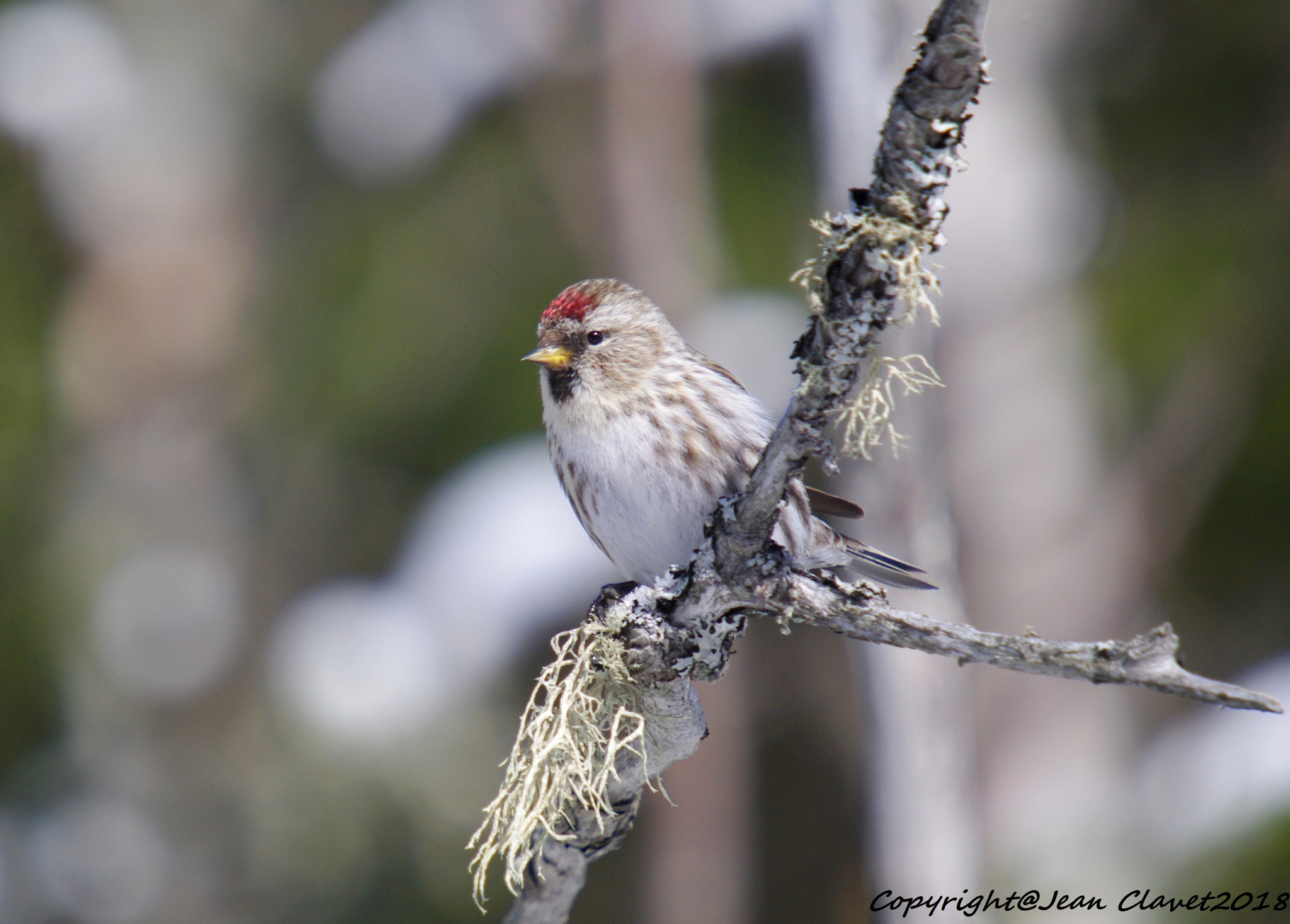 Pentax K-7 + Sigma sample photo. Sizerin flammé/ common redpoll photography