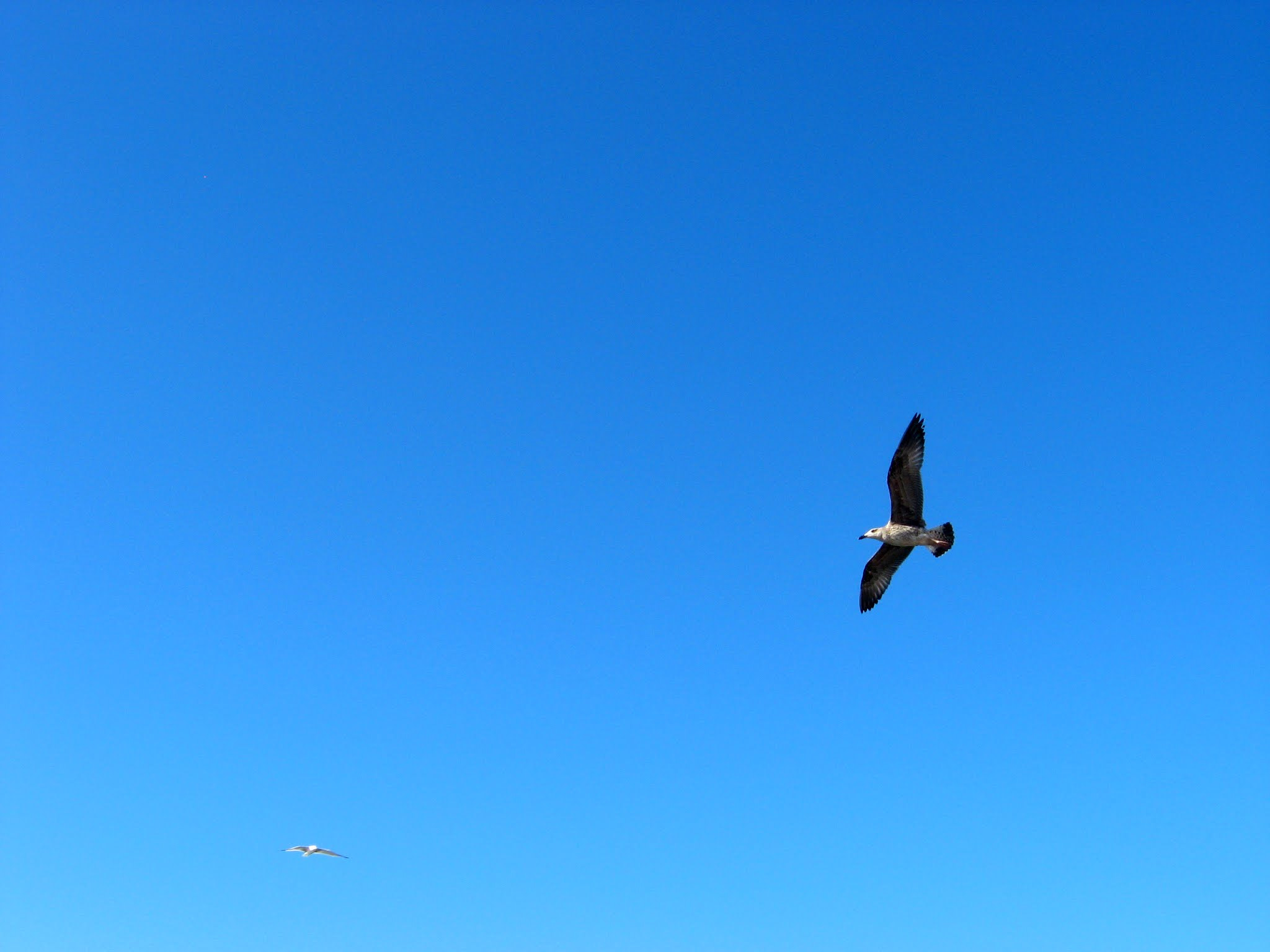Canon POWERSHOT A540 sample photo. Seagull photography