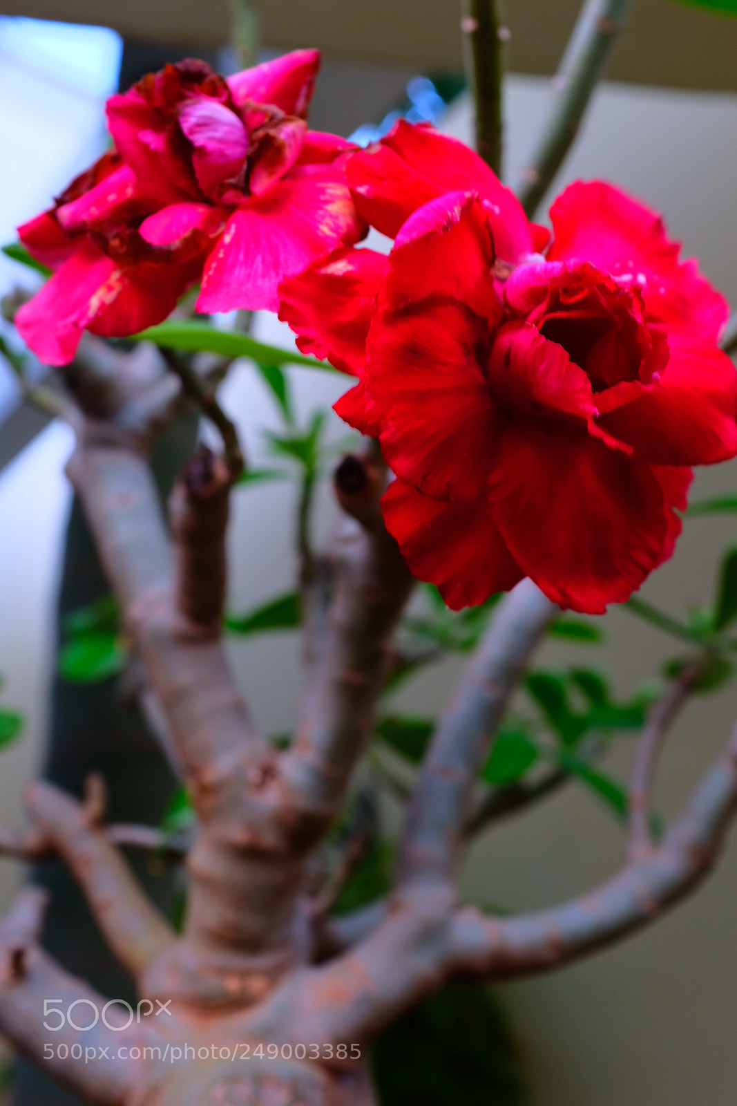 Fujifilm X100F sample photo. Screaming flowers. photography