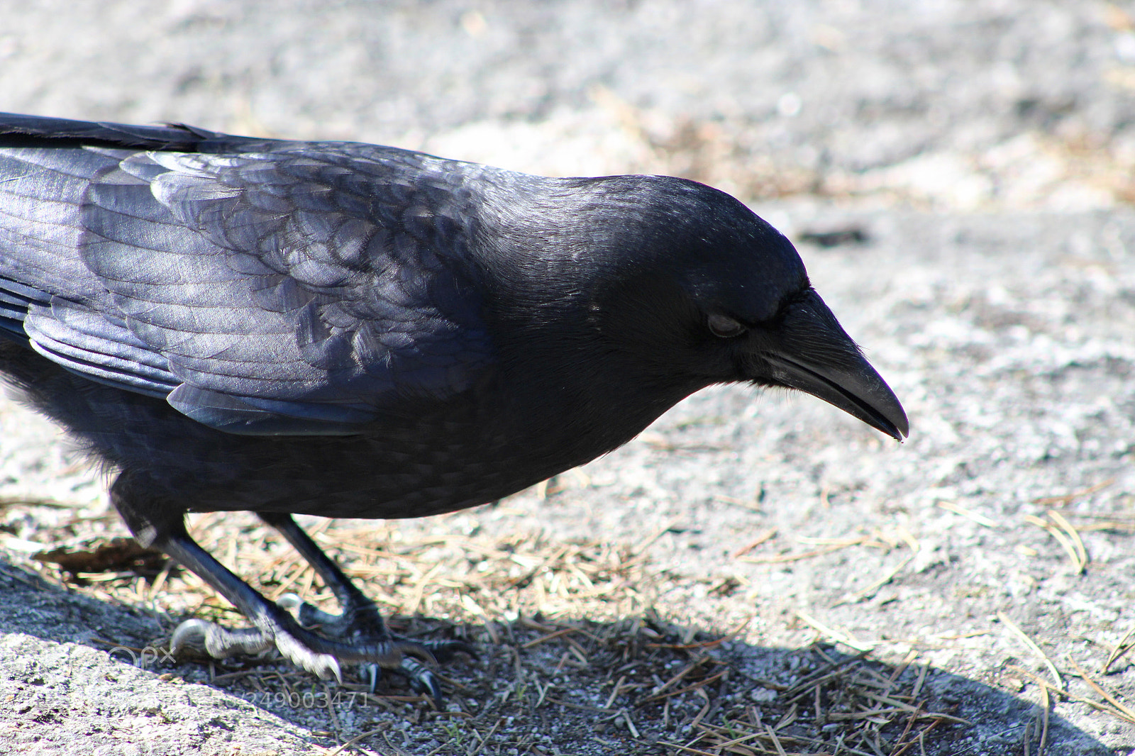 Canon EOS 1200D (EOS Rebel T5 / EOS Kiss X70 / EOS Hi) sample photo. Crow 2 photography