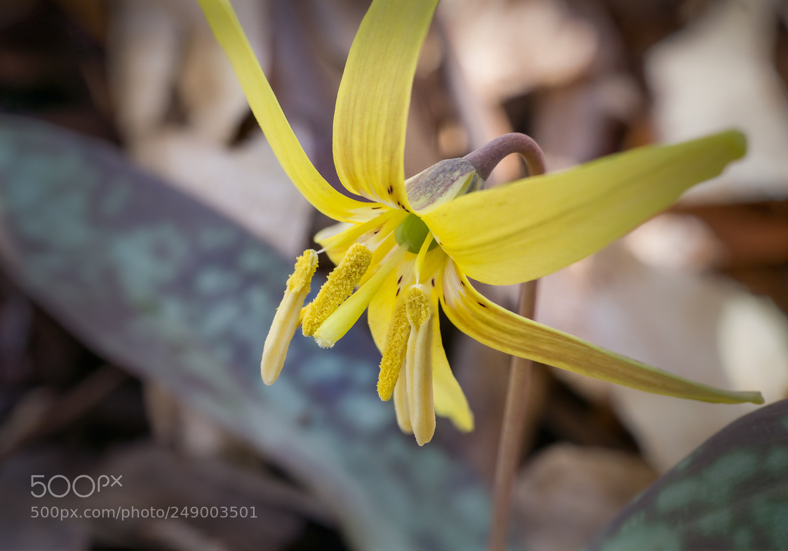 Sony a6000 sample photo. Trout lily photography