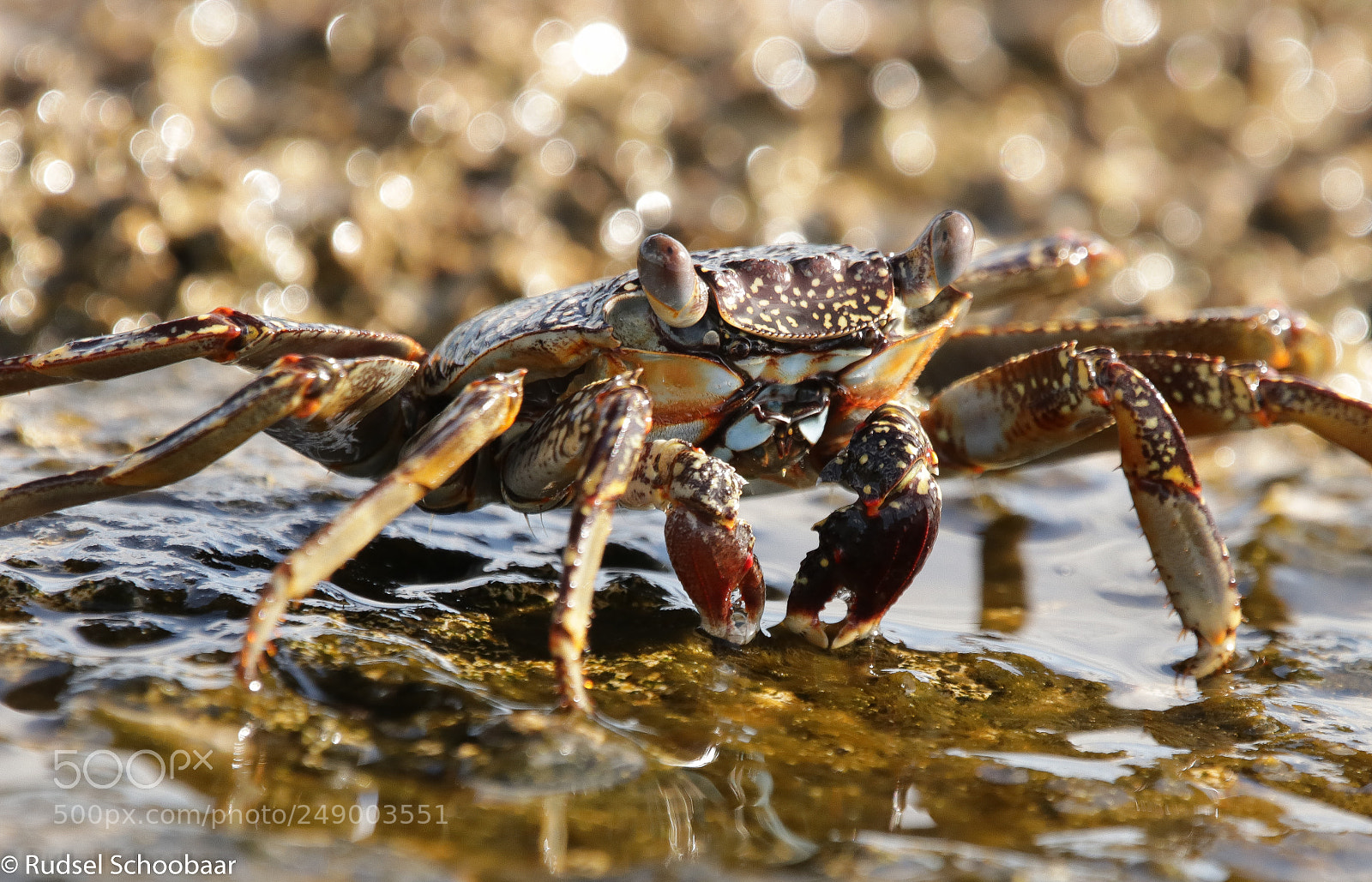 Canon EOS 80D sample photo. Hungry friend posing for photography