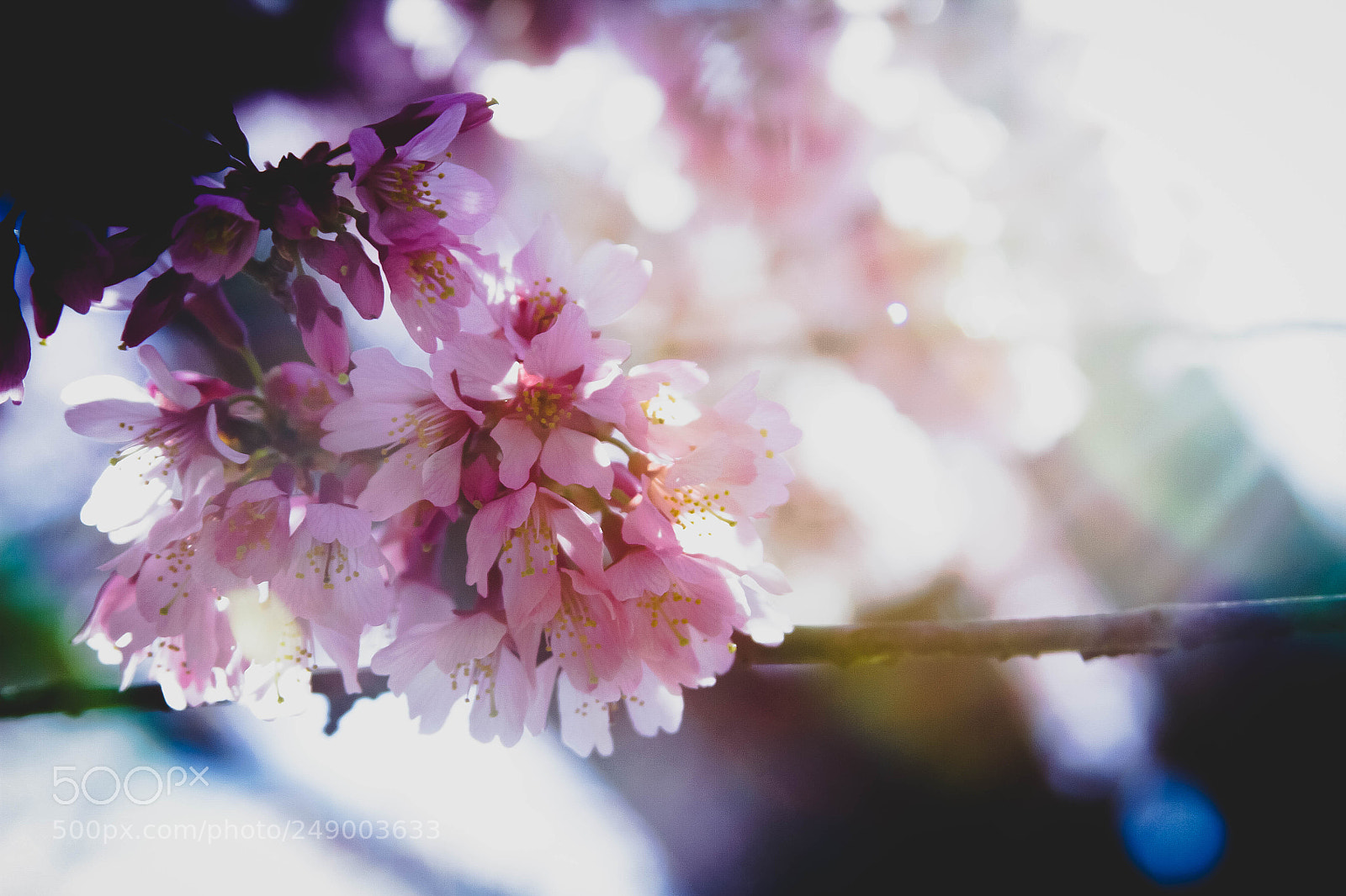 Canon EOS 7D sample photo. Blooms photography