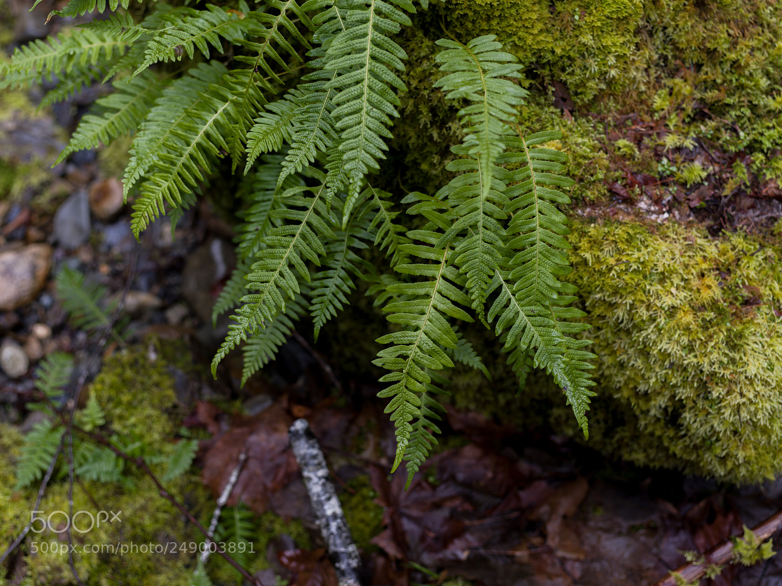 Pentax 645Z sample photo. Licorice ferns photography