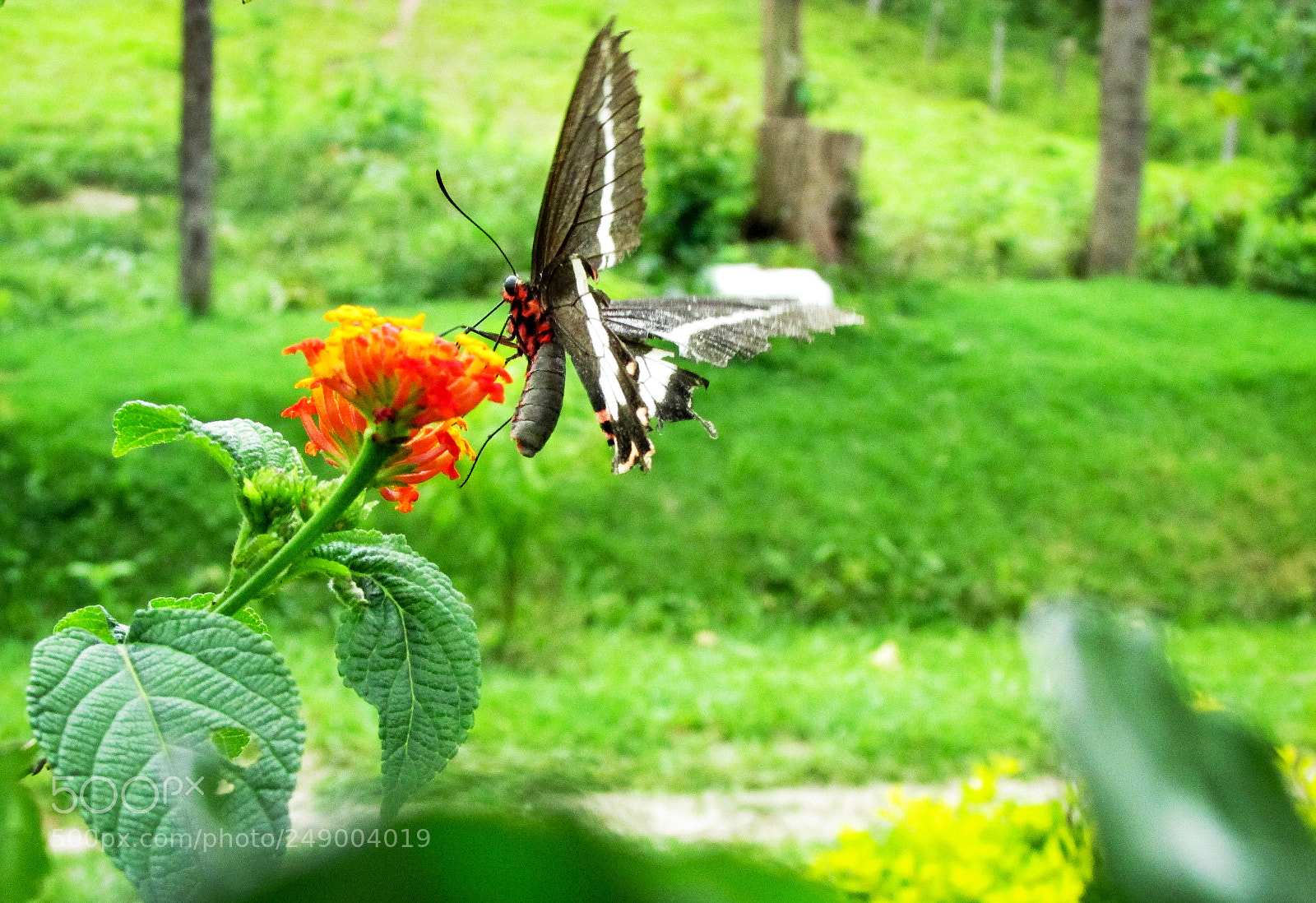 Canon PowerShot SX500 IS sample photo. Butterfly photography