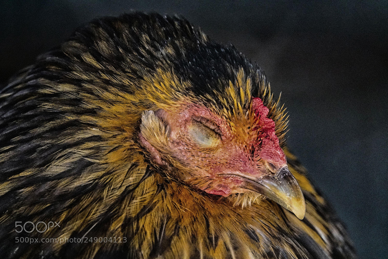 Sony Cyber-shot DSC-RX10 III sample photo. Bird face photography