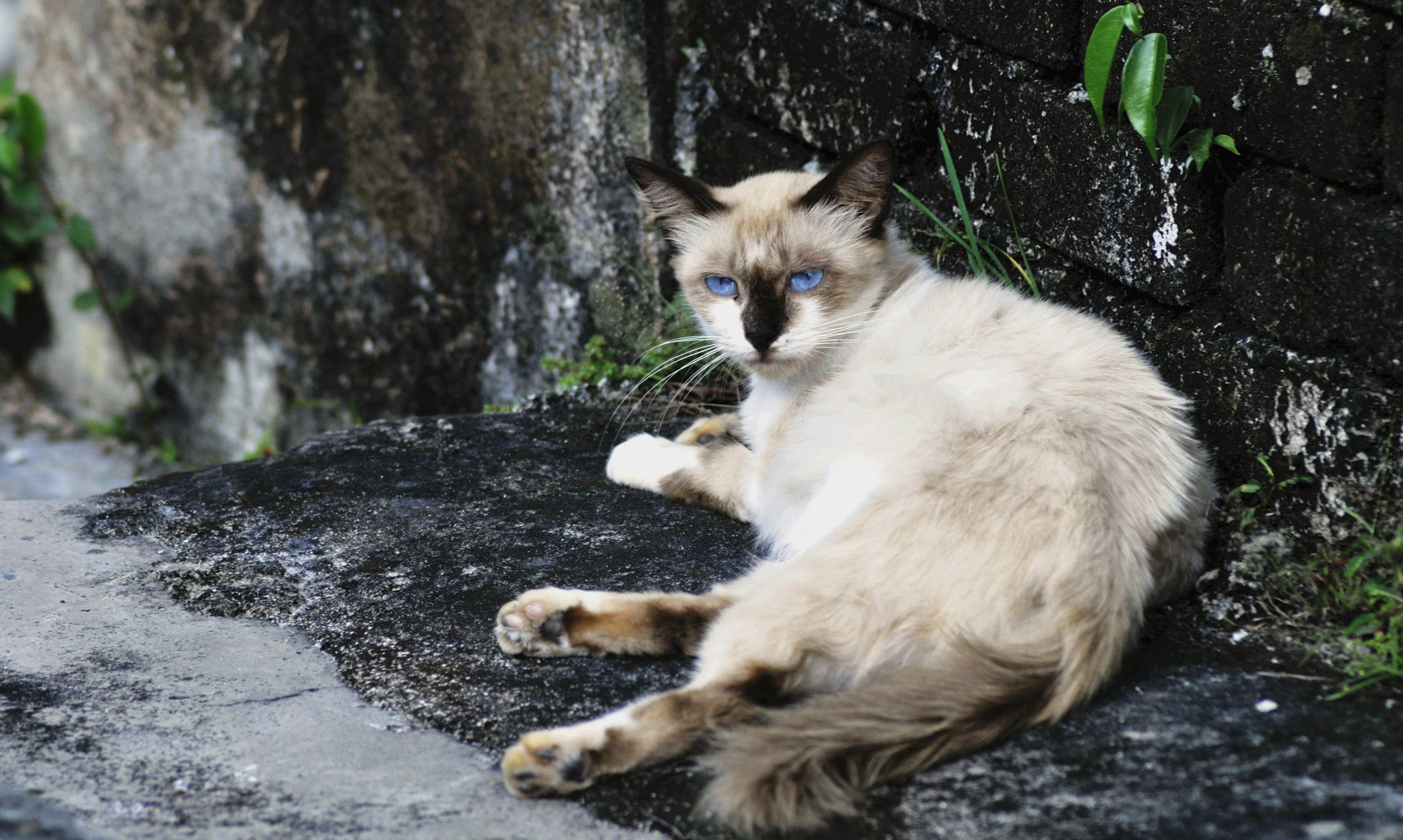 Nikon AF Nikkor 70-300mm F4-5.6G sample photo. The 'blue' eyes photography