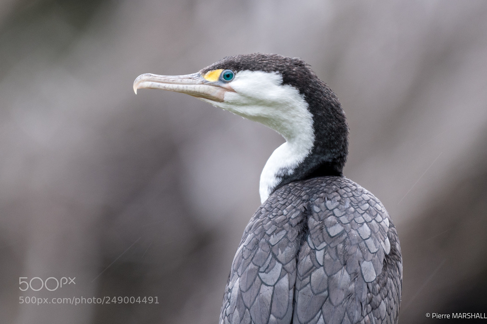 Nikon D500 sample photo. A beautiful pied shag photography