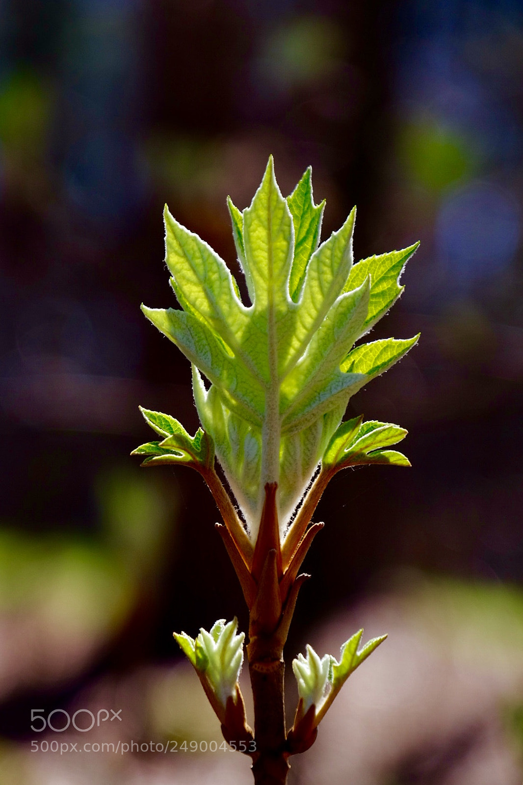 Fujifilm X-T1 sample photo. New leaves photography