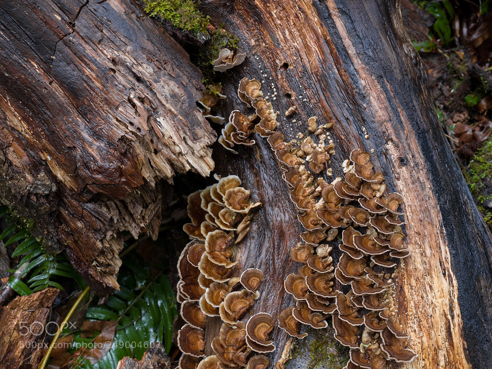 Pentax 645Z sample photo. Hen of the woods photography