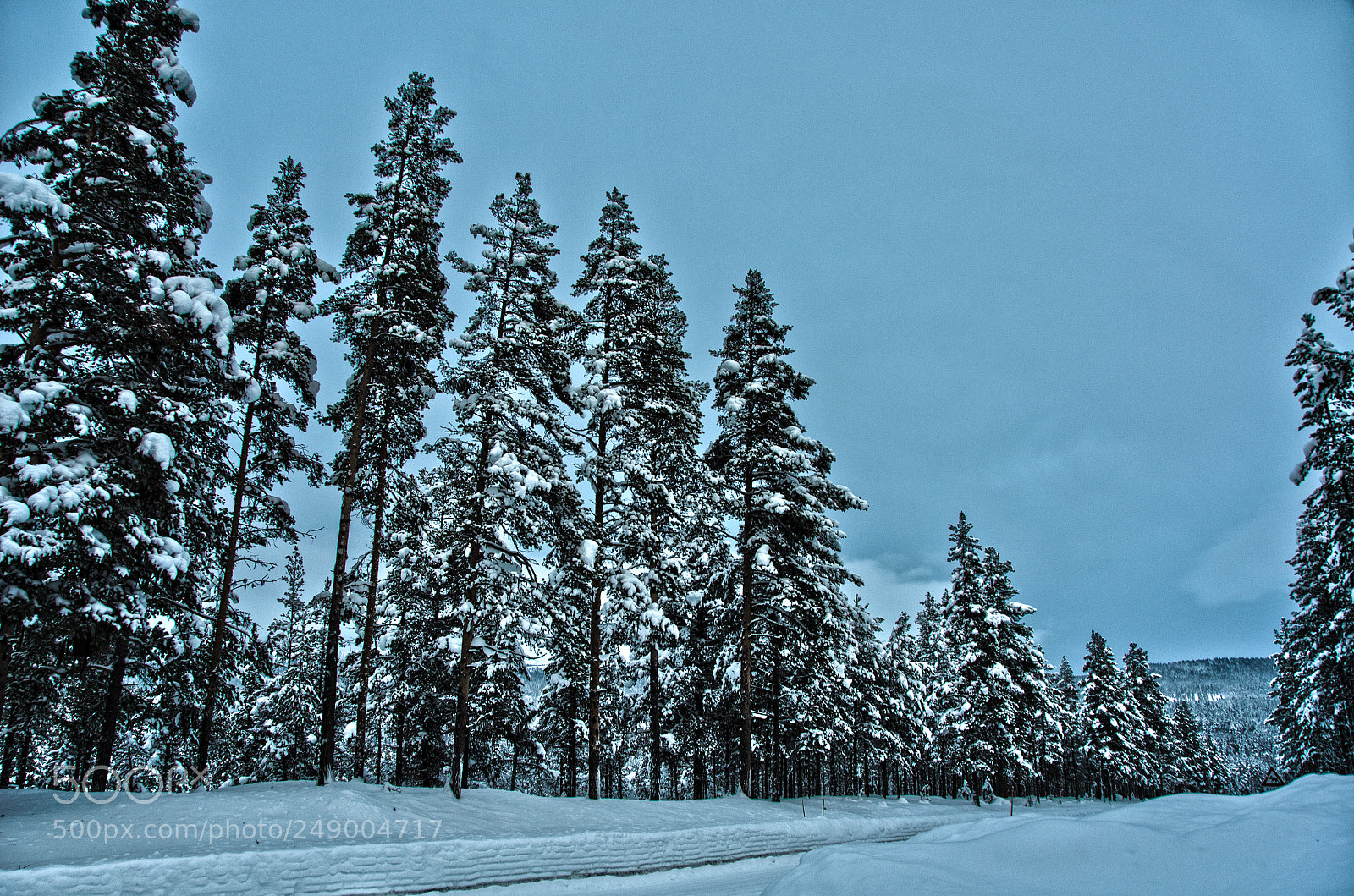 Nikon D7000 sample photo. Pines photography
