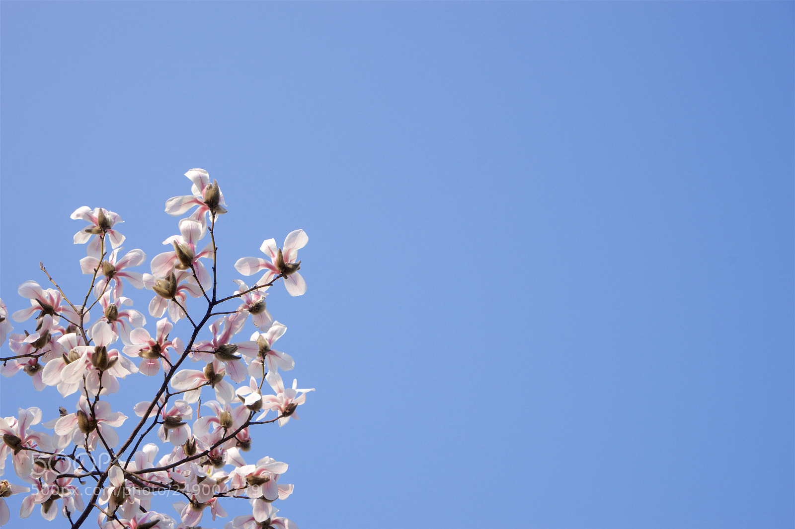 Sony a7 sample photo. Magnolia photography