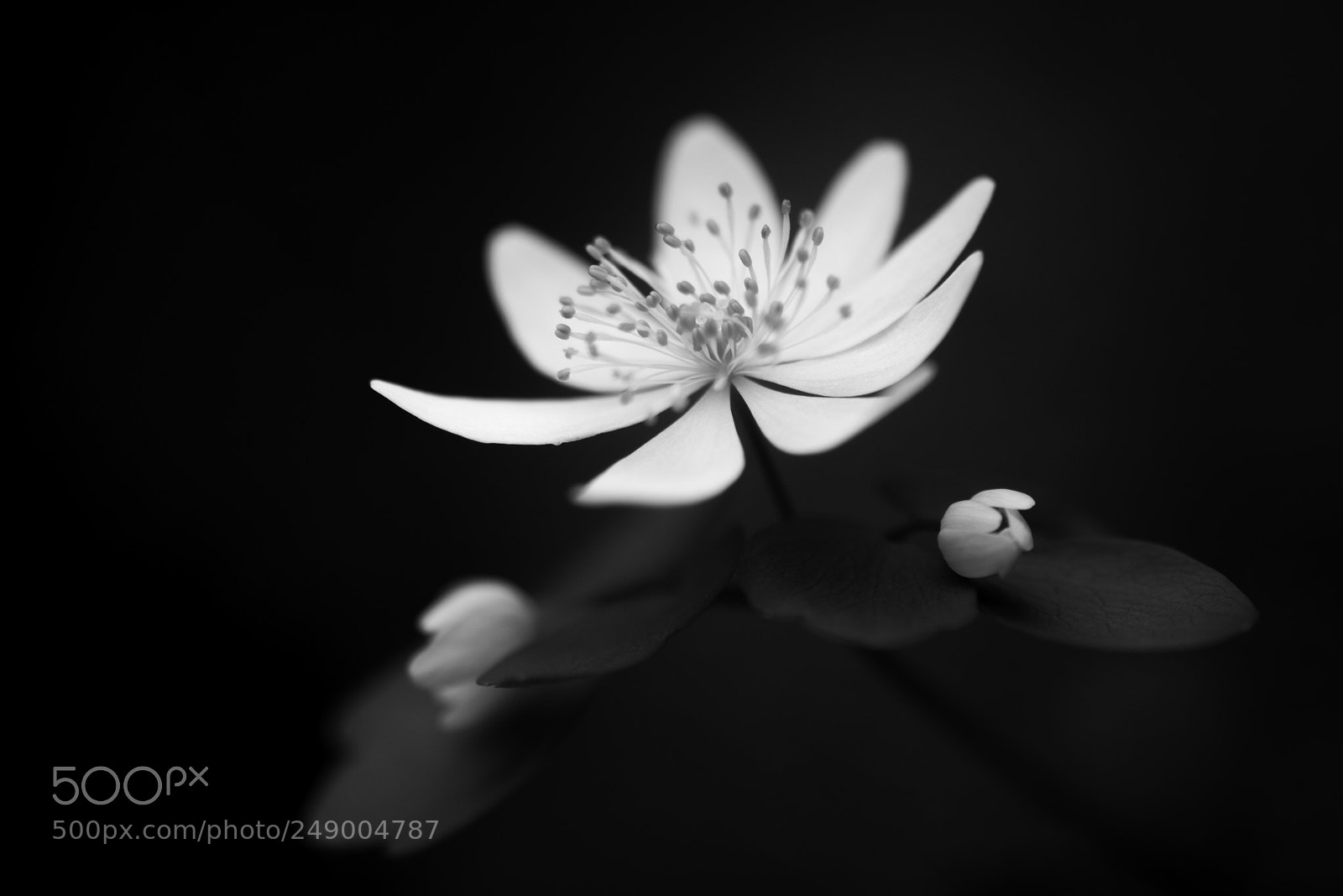 Nikon D810 sample photo. Rue anemone photography