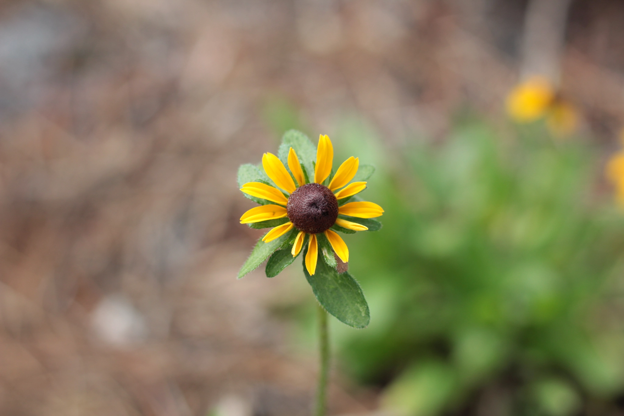 Canon EOS 1300D (EOS Rebel T6 / EOS Kiss X80) sample photo. Butler-tibet nature preserve photography