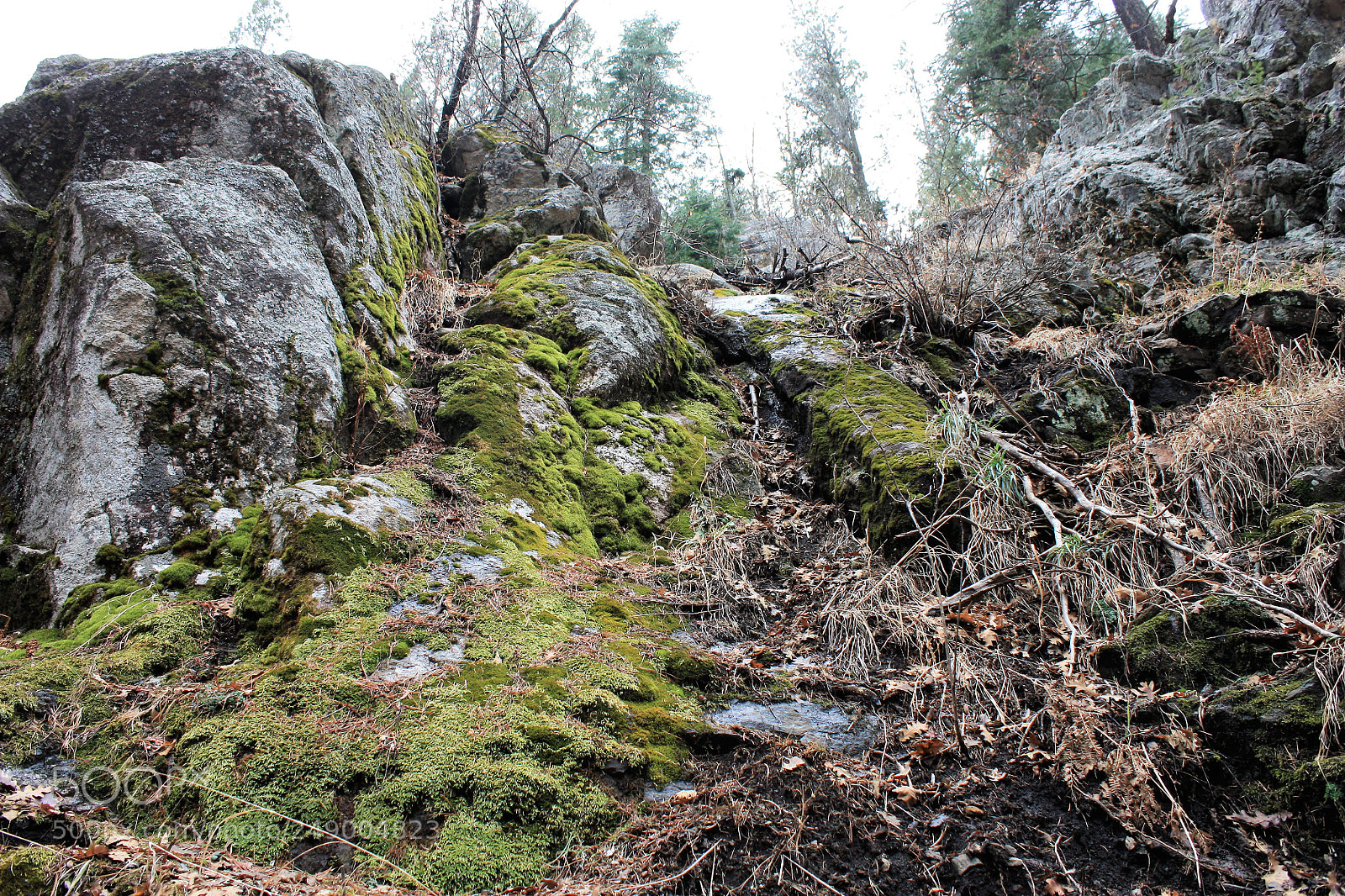 Canon EOS 450D (EOS Rebel XSi / EOS Kiss X2) sample photo. Mossy rock photography