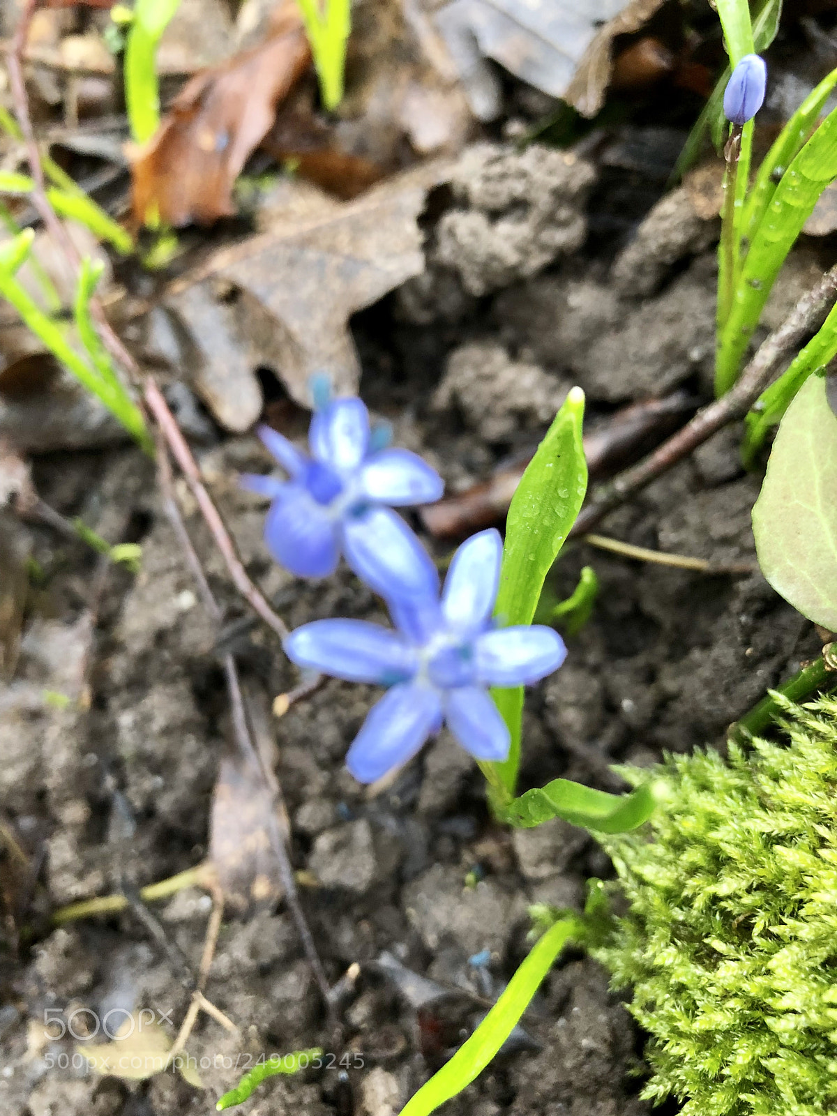Apple iPhone 8 Plus sample photo. Spring photography