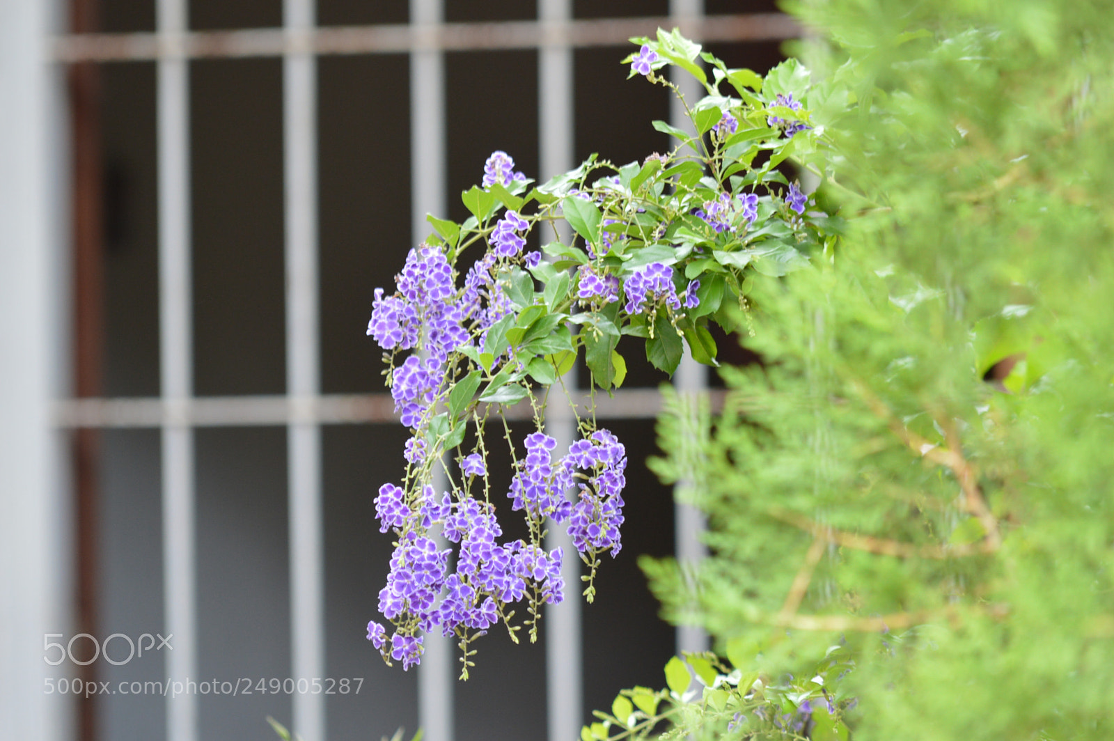 Nikon D3200 sample photo. Floreciendo photography
