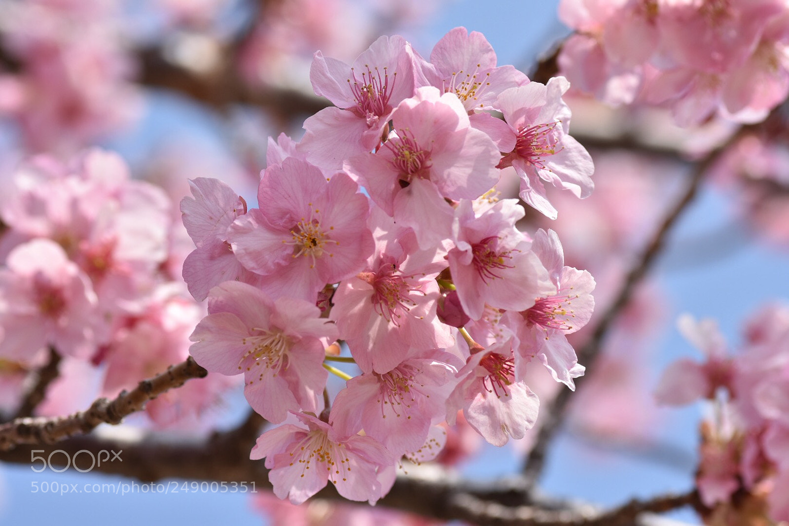 Nikon D7200 sample photo. Kawazu cherry tree photography