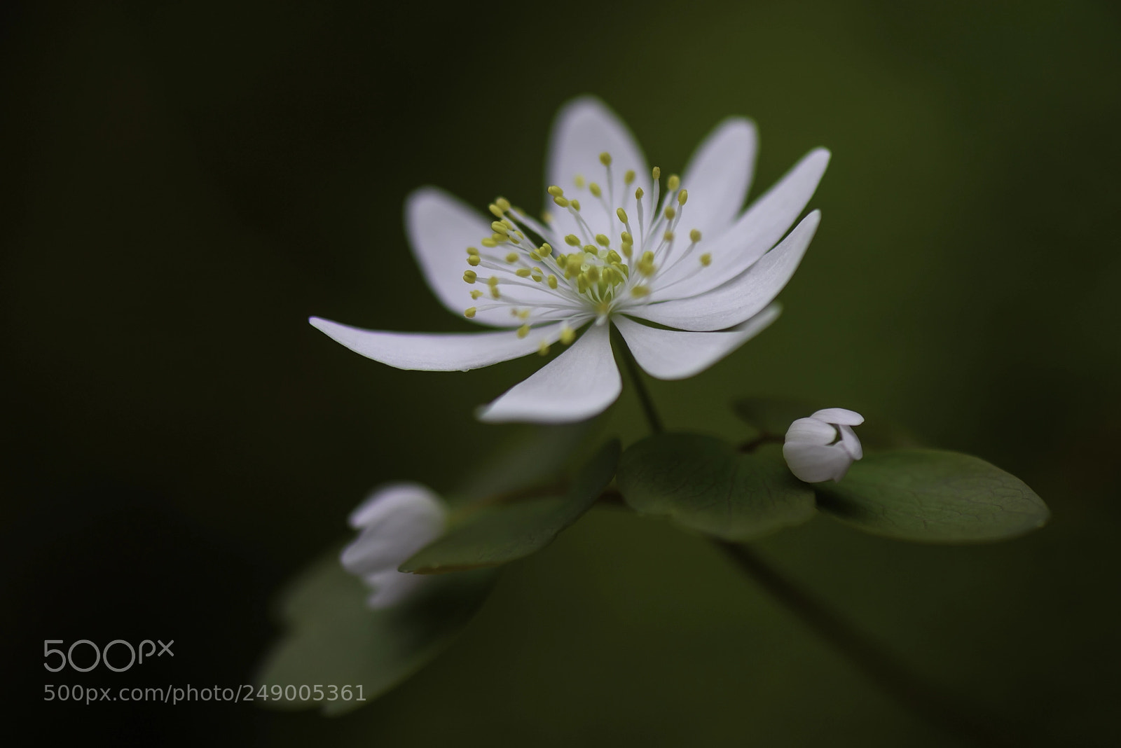 Nikon D810 sample photo. Rue anemone photography