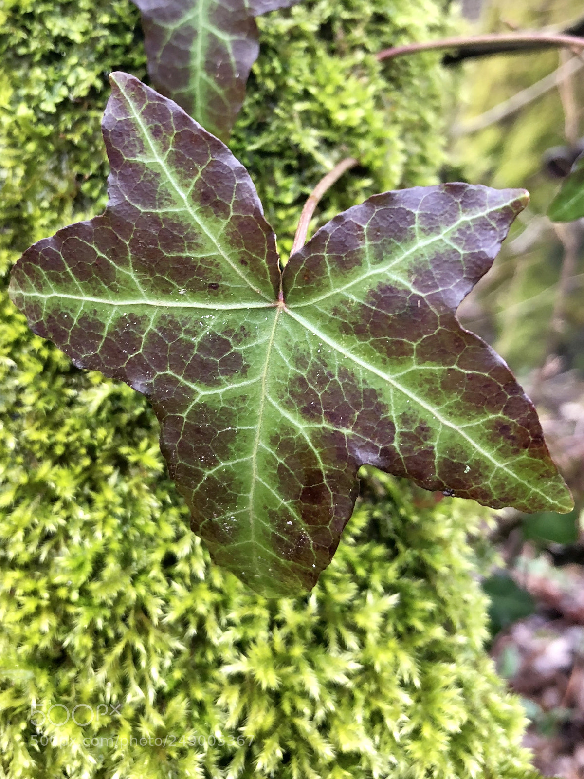 Apple iPhone 8 Plus sample photo. Les couleurs du printemps photography