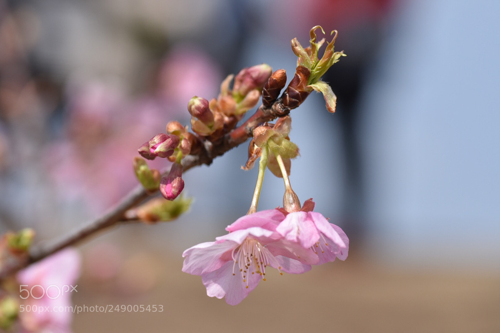Nikon D7200 sample photo. Kawazu cherry tree. 2 photography