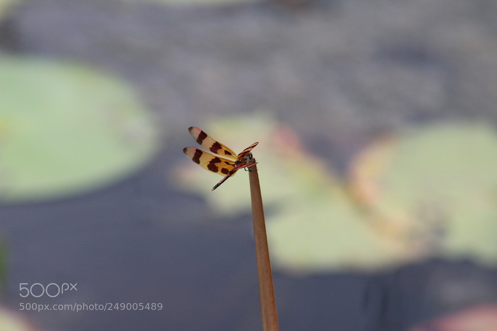 Canon EF 75-300mm f/4-5.6 sample photo. Butler-tibet nature preserve photography