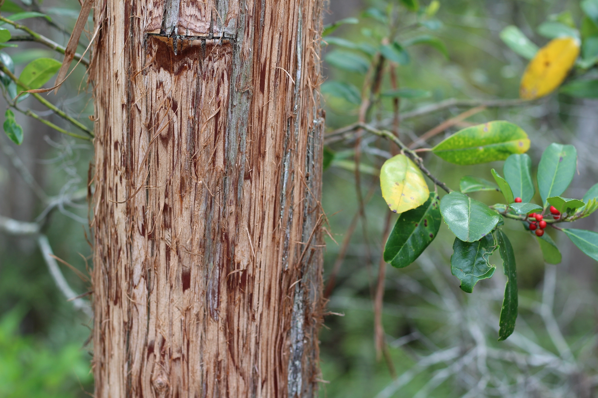 Canon EOS 1300D (EOS Rebel T6 / EOS Kiss X80) sample photo. Butler-tibet nature preserve photography