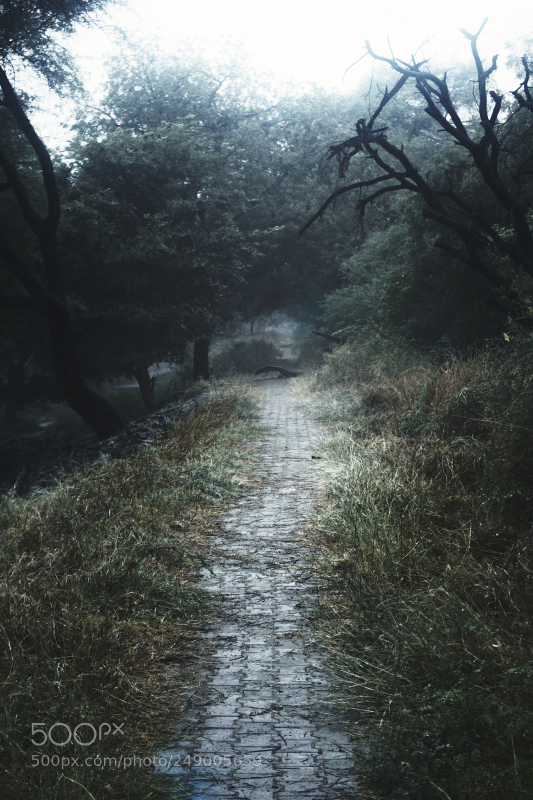 Nikon D3300 sample photo. Morning mist. photography
