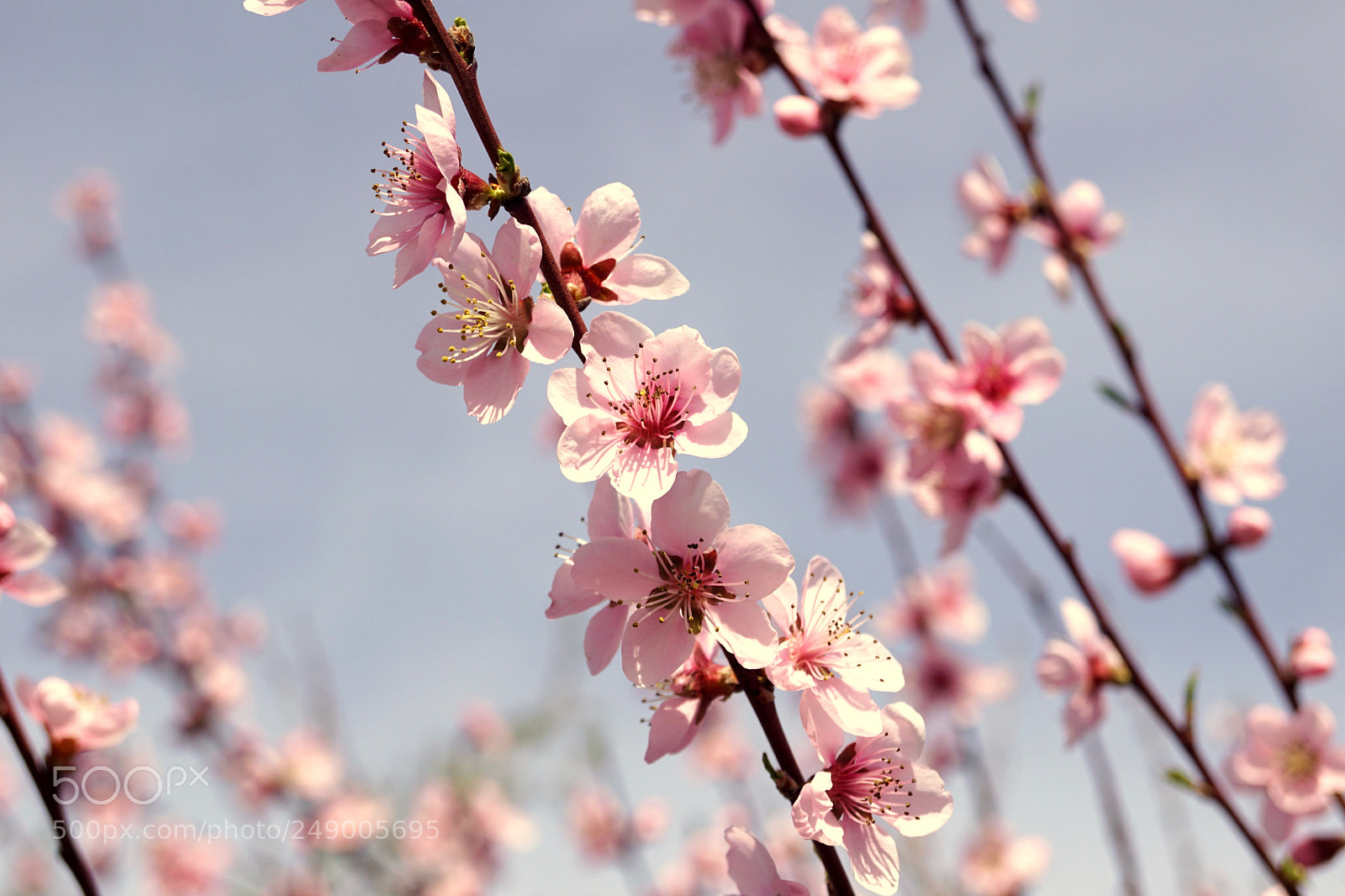 Sony SLT-A68 sample photo. Beauty of spring photography