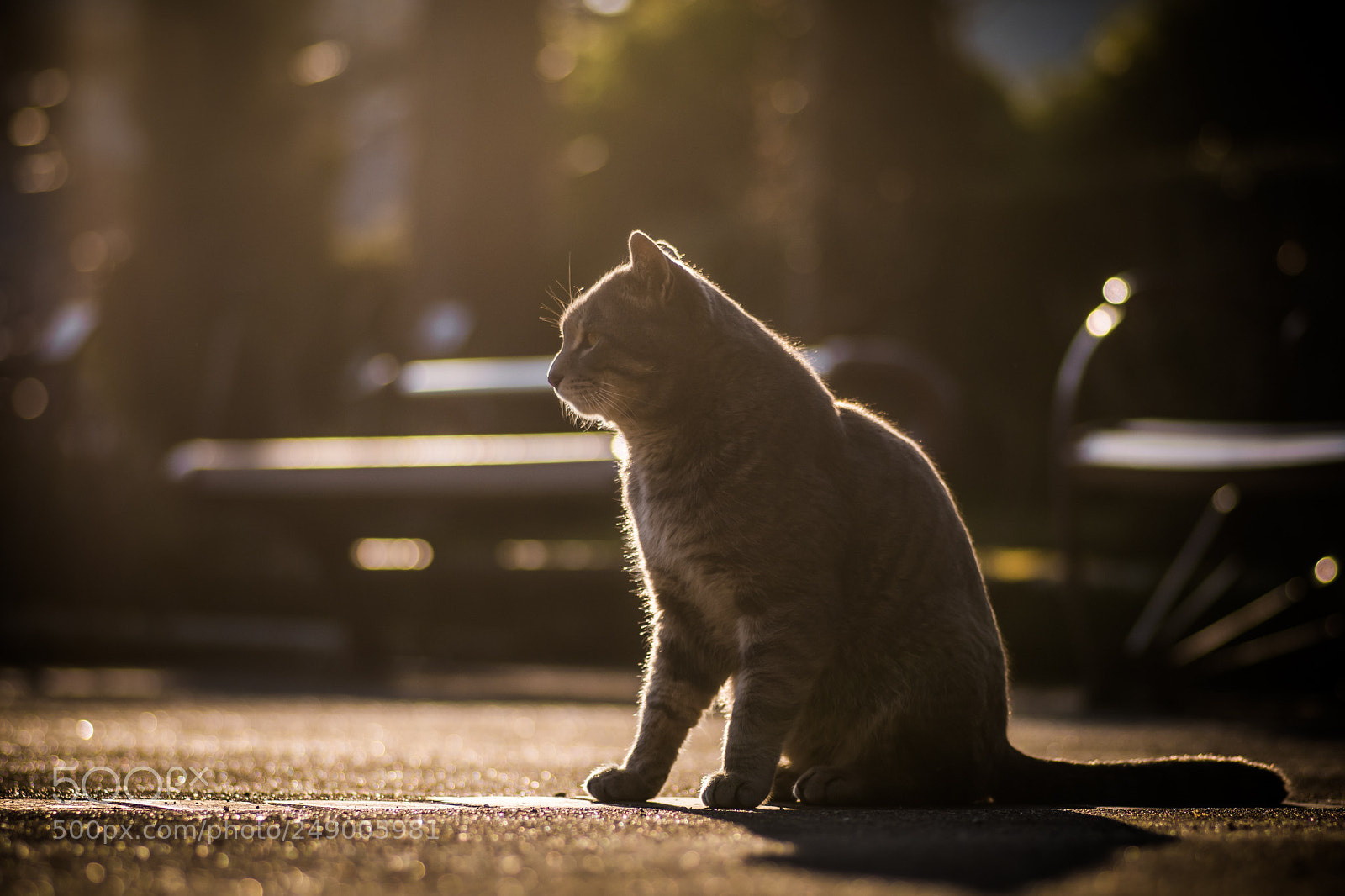 Pentax KP sample photo. Sunshine photography