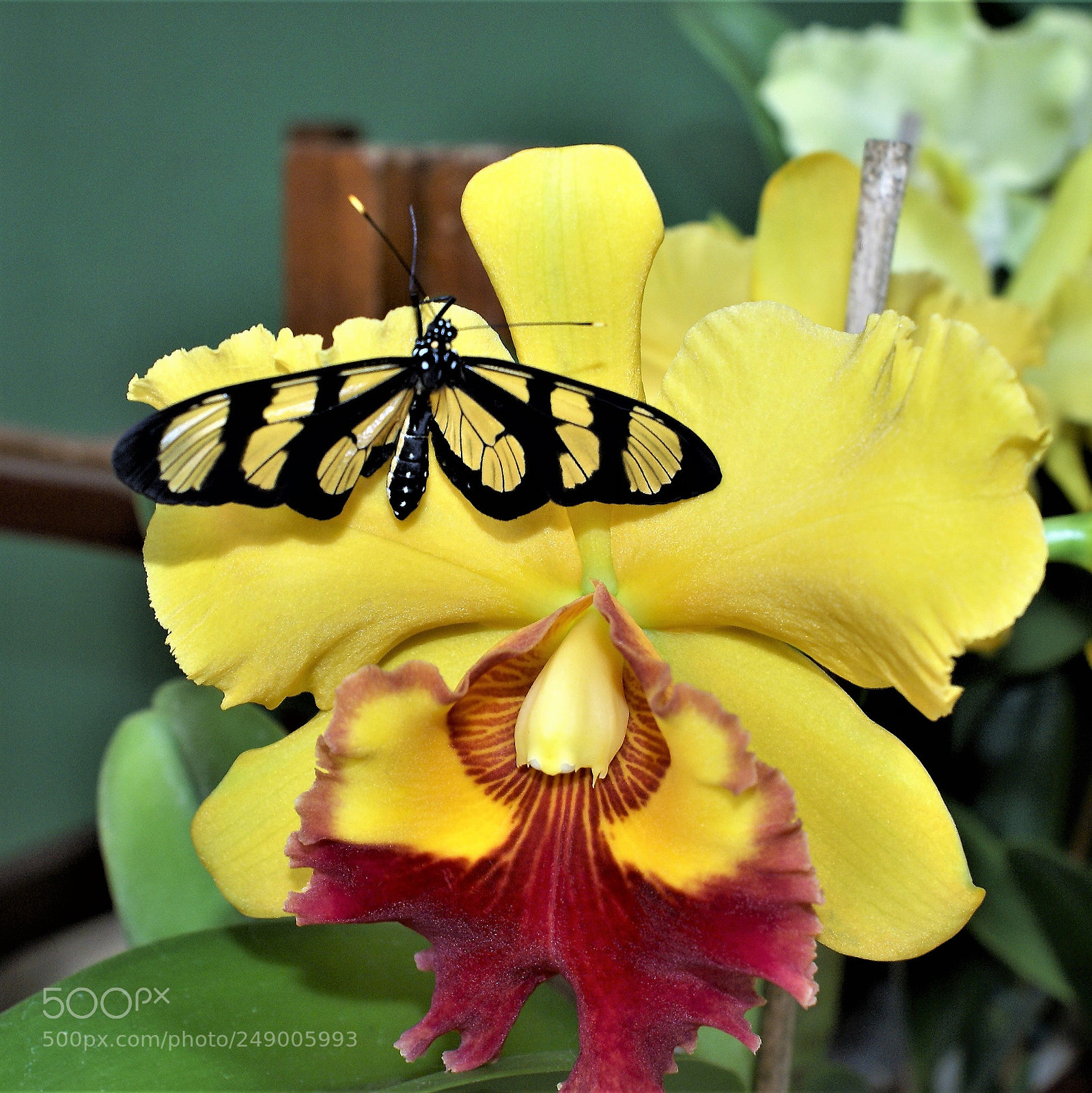 Sony Alpha DSLR-A100 sample photo. Orquidea amarela photography