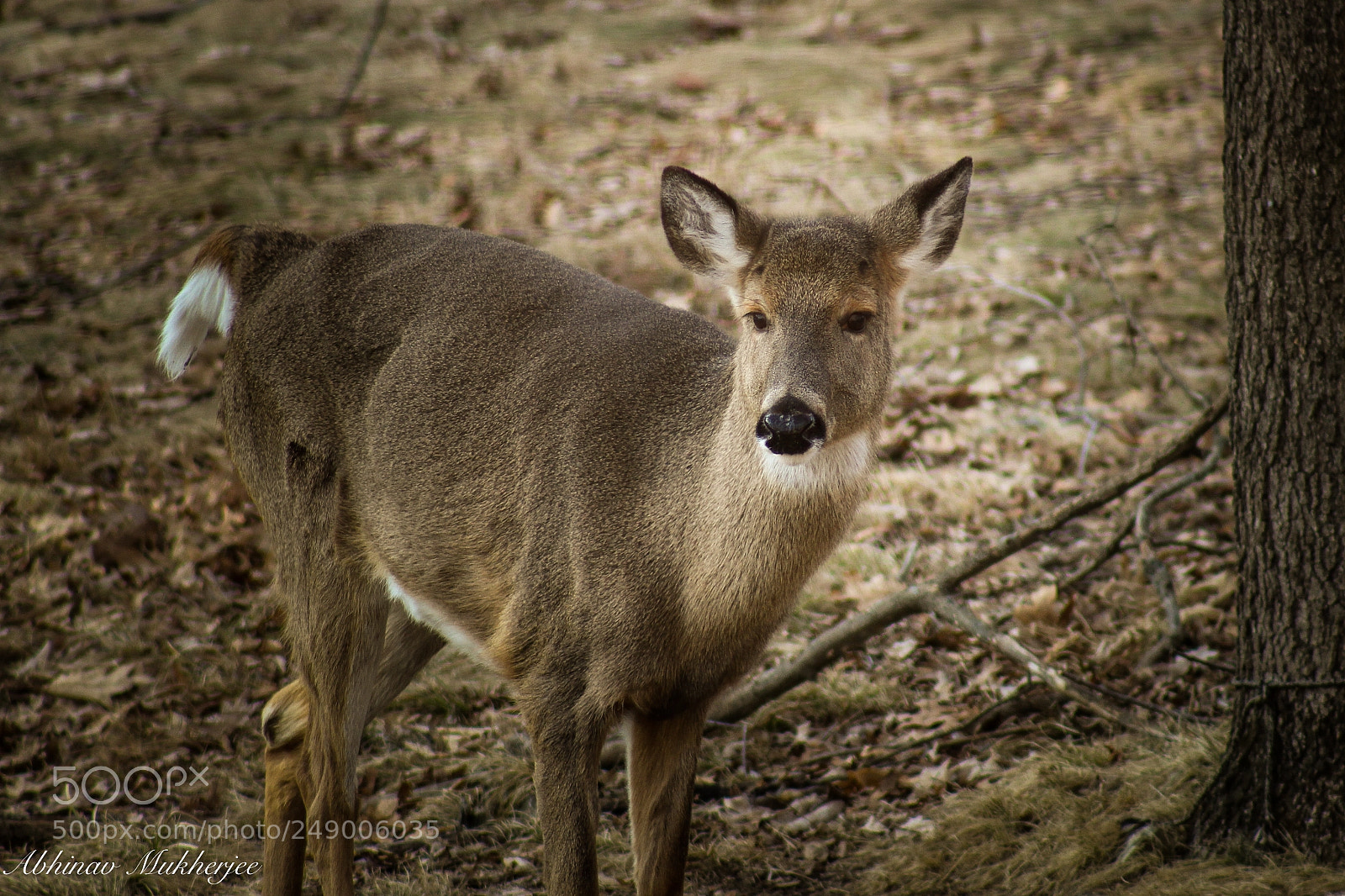 Canon EOS 100D (EOS Rebel SL1 / EOS Kiss X7) sample photo. White-tailed deer photography